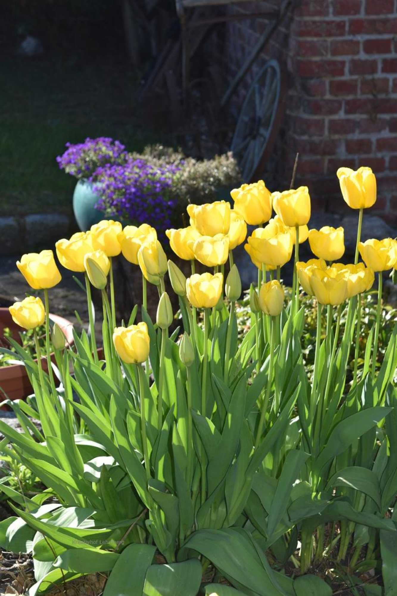 Gift card for Kreativhof Lehmberg