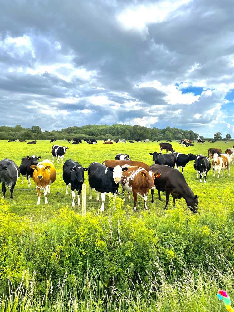 Gift card for New Farm Cheshire B&b