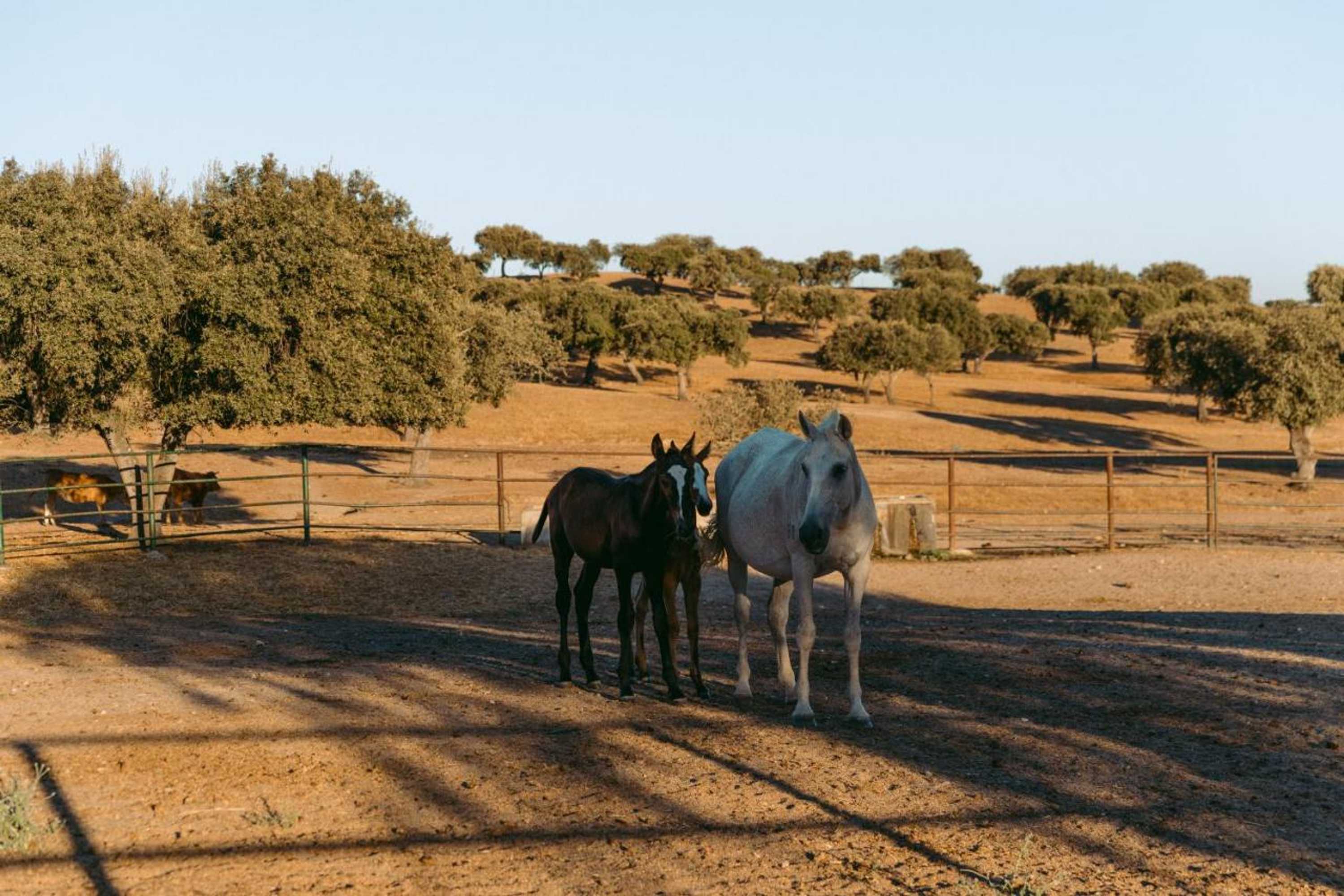 Gift card for Herdade da Caniceira