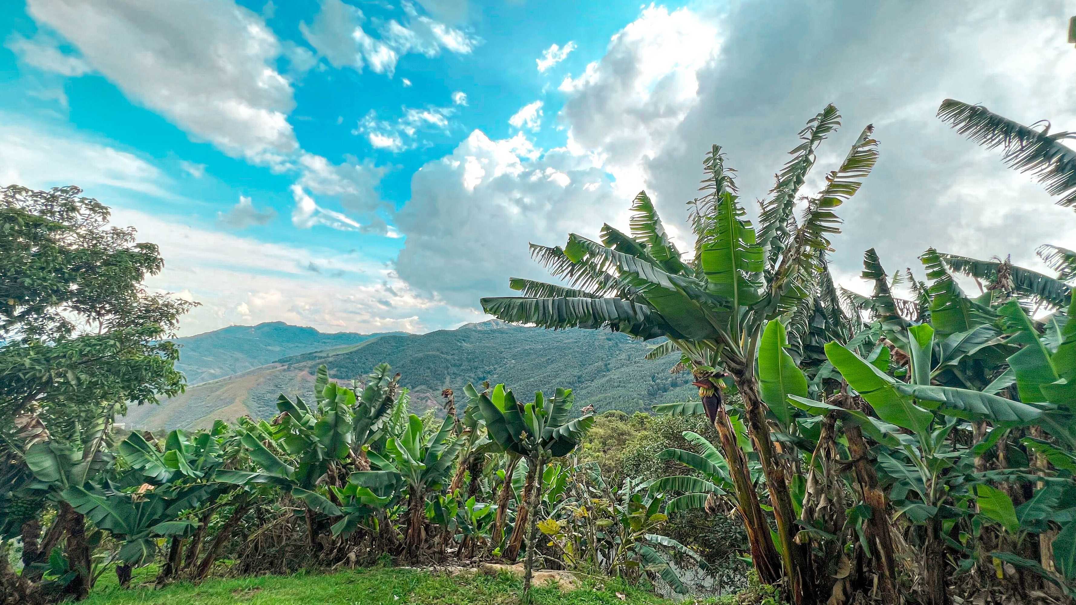 Gift card for Hotel Campestre El Molino Dapa Cali Gift card for Hotel Campestre El Molino Dapa Cali