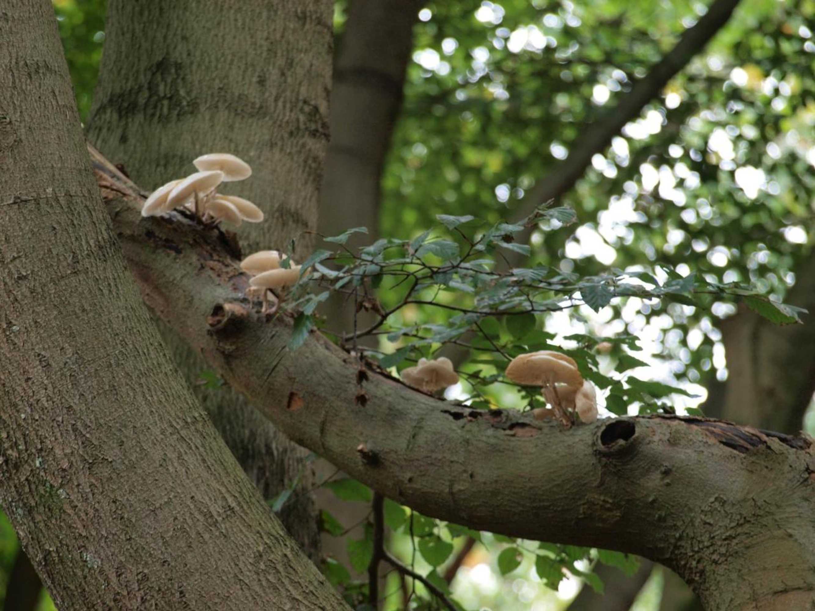 Gift card for Bed En - of Zonder - Breakfast Putten