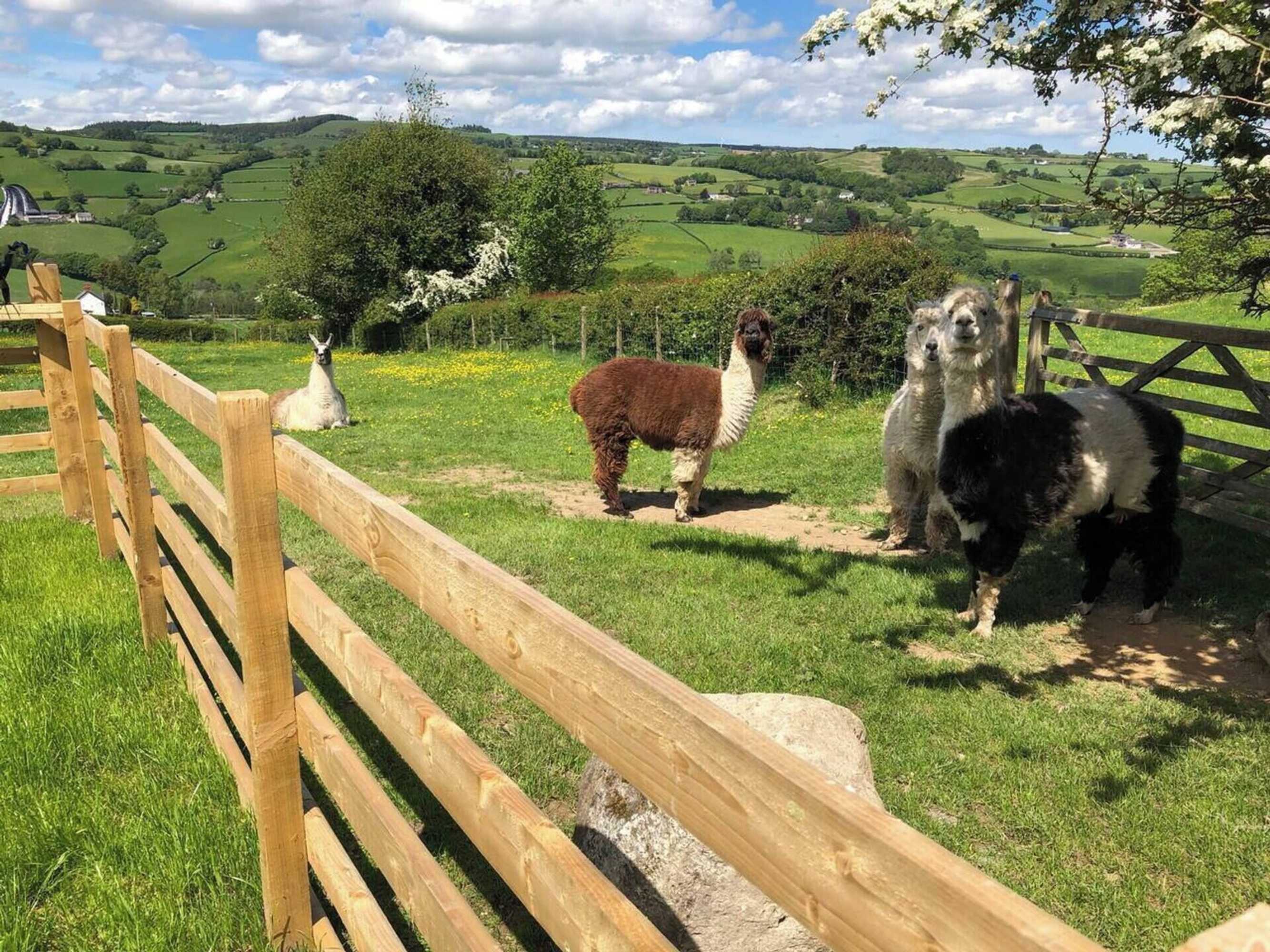 Gift card for The Shepherds Hut at Hafoty Boeth