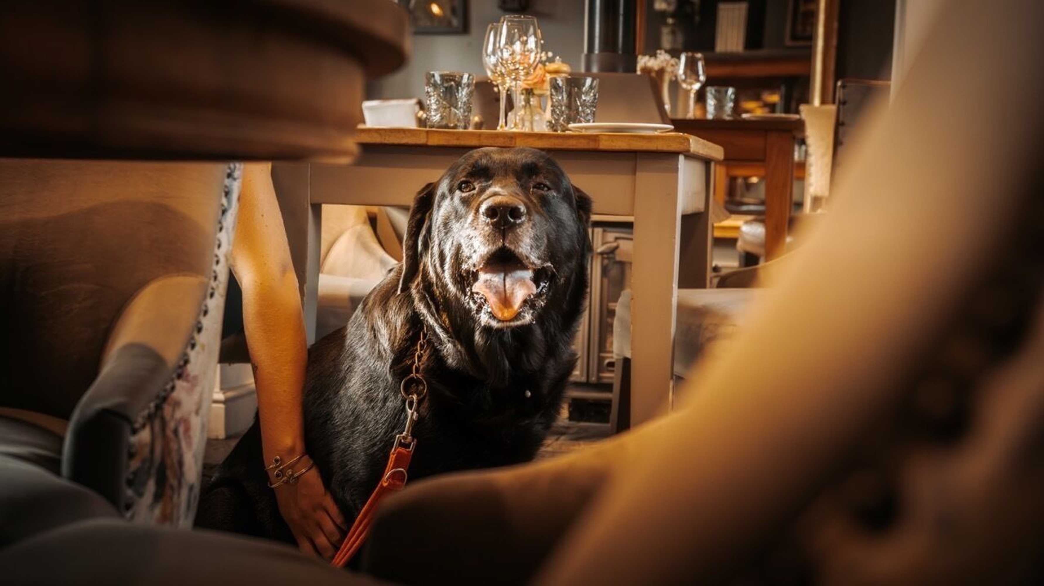 Gift card for The Fuzzy Duck