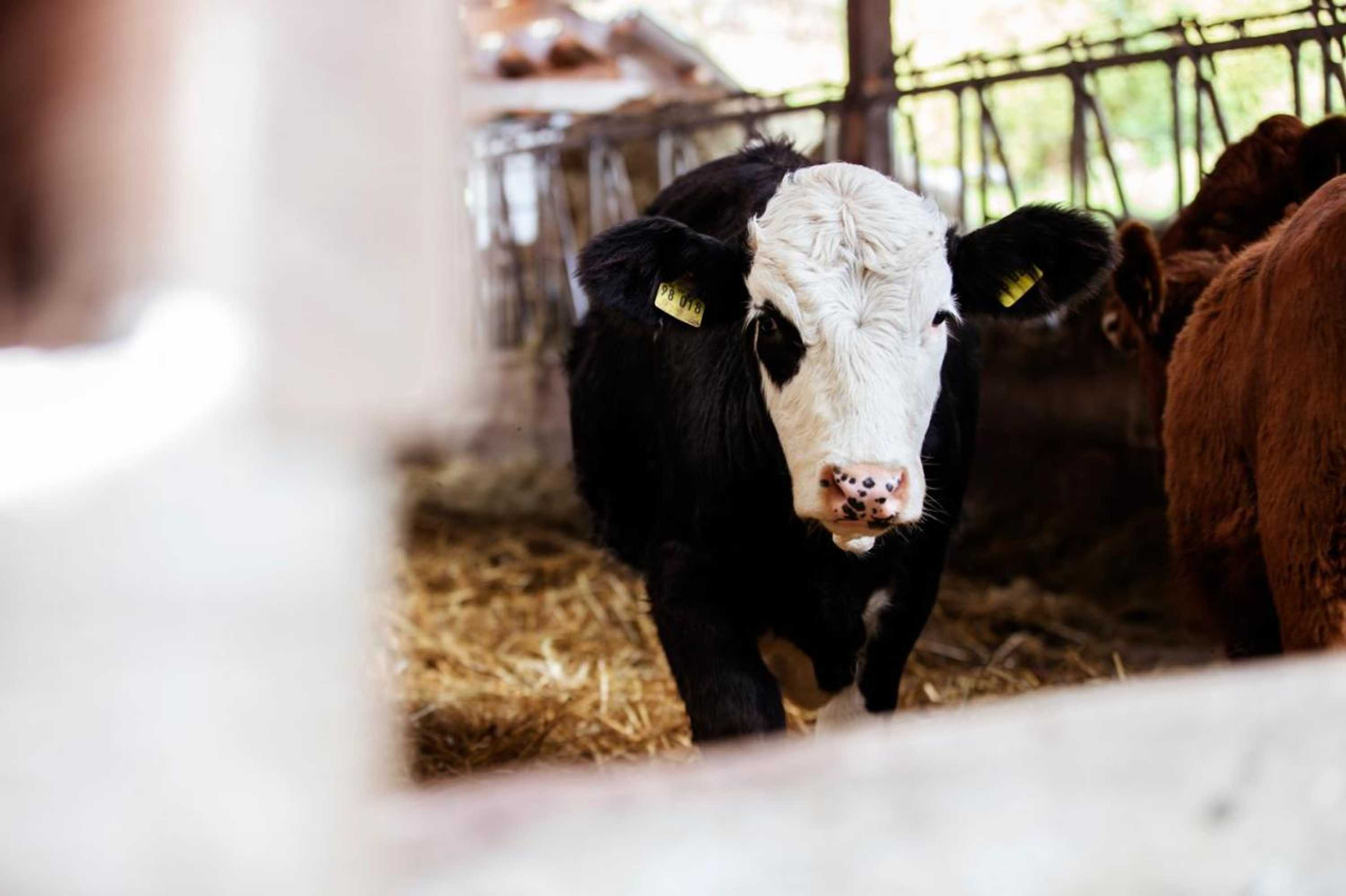 Gift card for Gasthaus Post