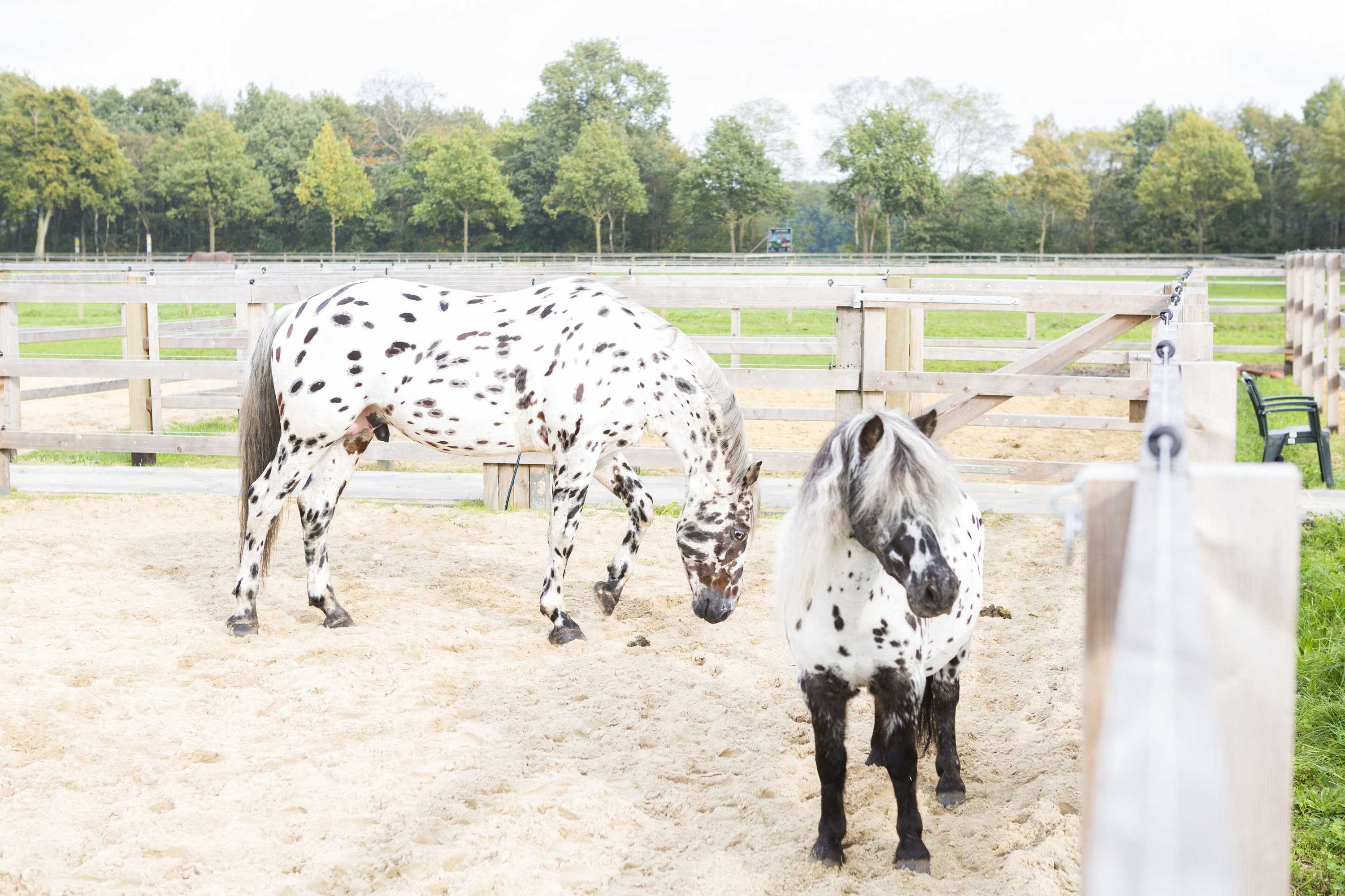 Gift card for Human & Horse Hotel Gift card for Human & Horse Hotel
