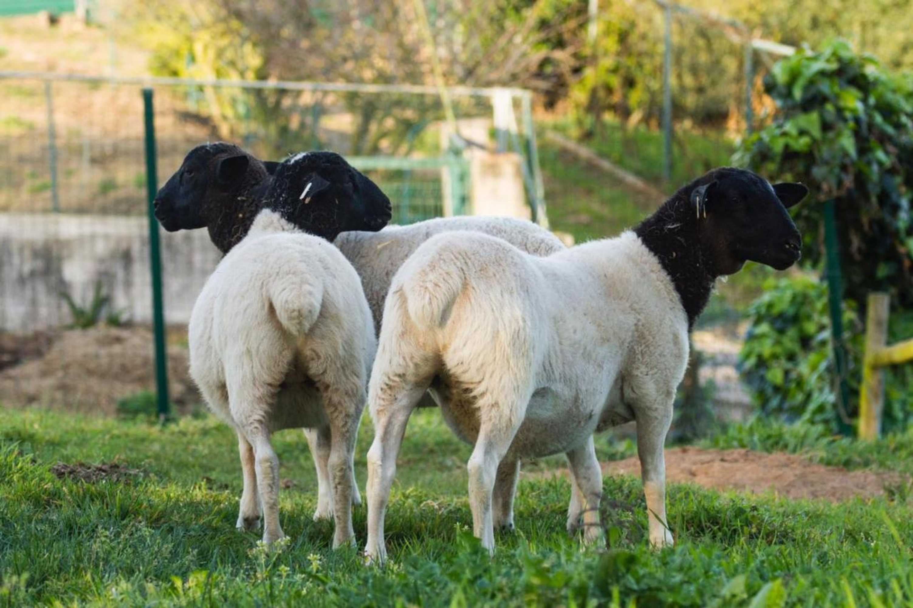 Gift card for Quintinha da Charneca