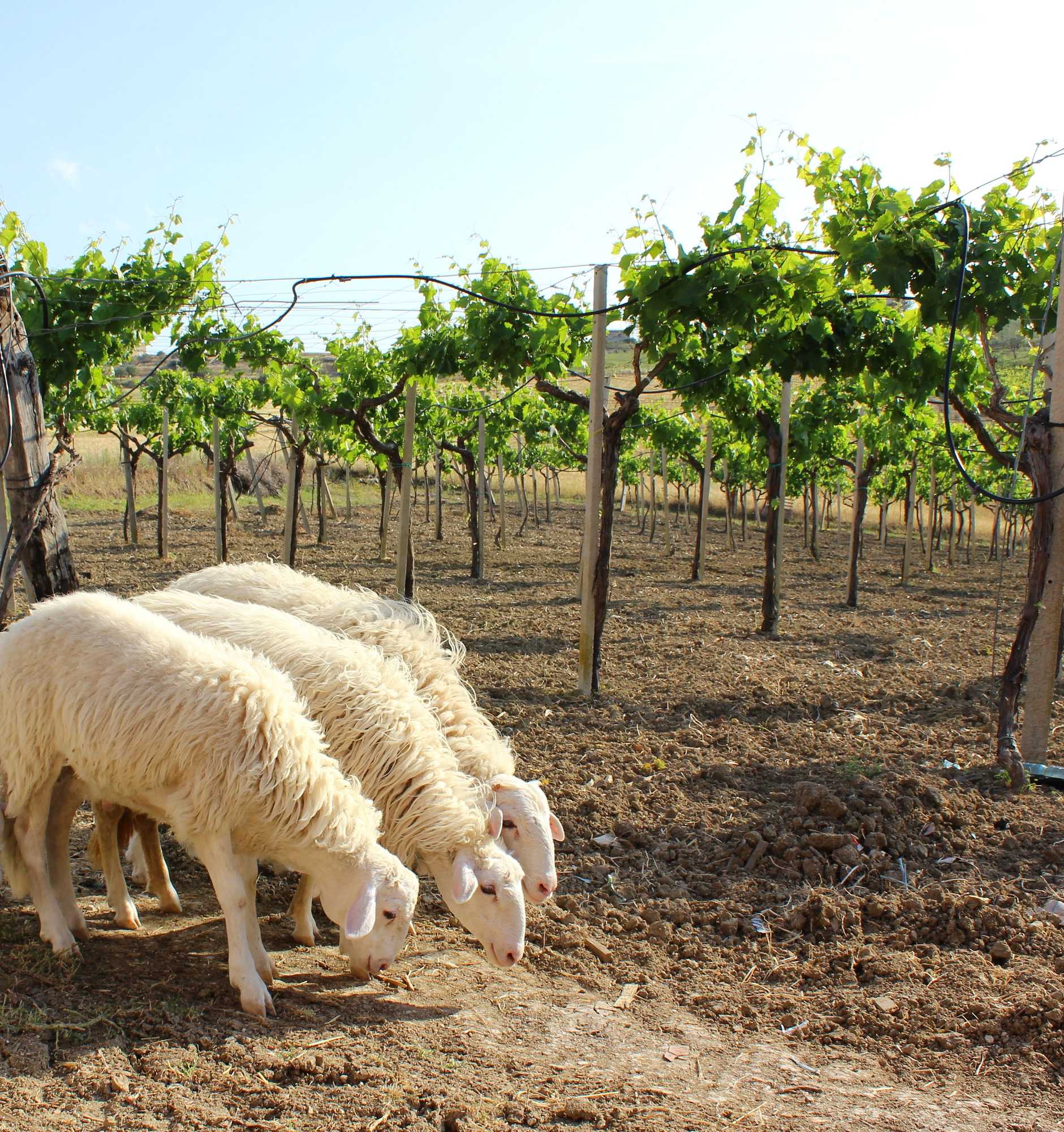 Gift card for Agriturismo La Casa di Bacco