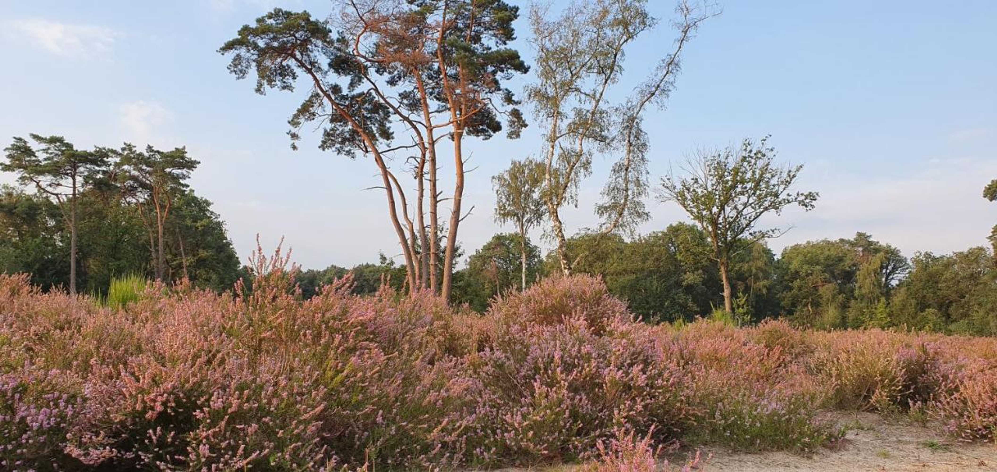 Gift card for Bed en Breakfast de Olm