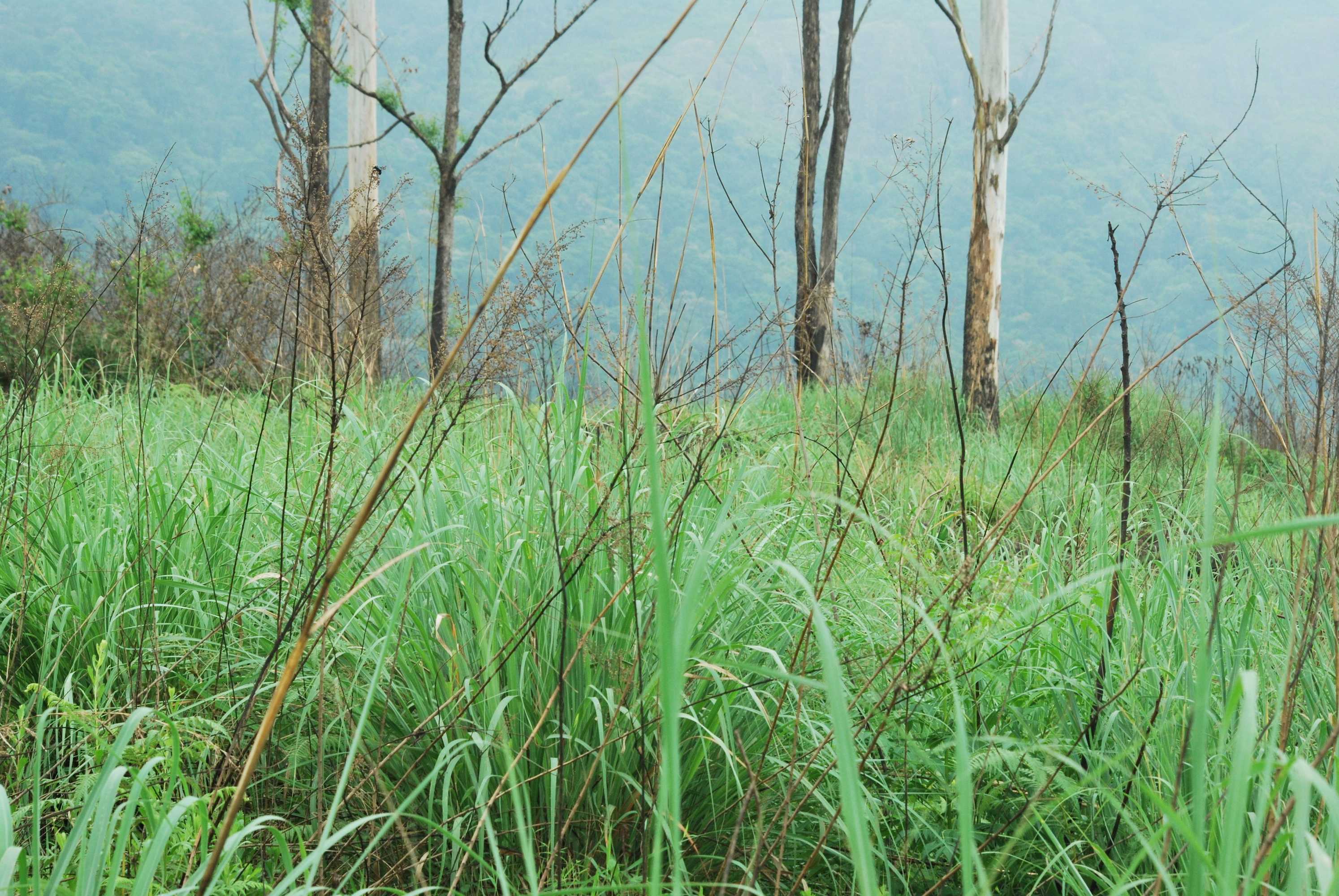 Gift card for Green Spaces Munnar Gift card for Green Spaces Munnar