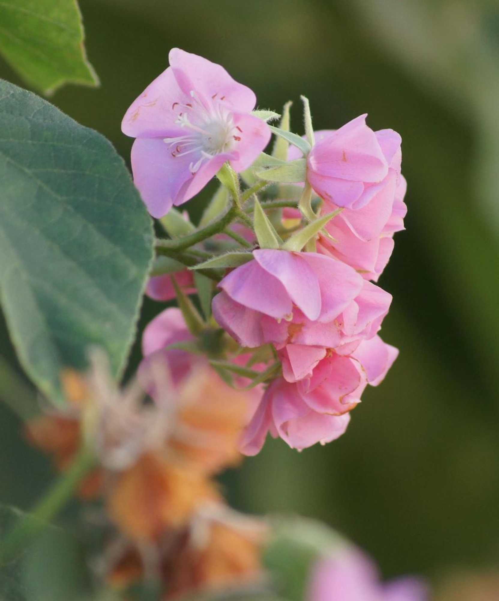 Gift card for The Fever Tree Guest House