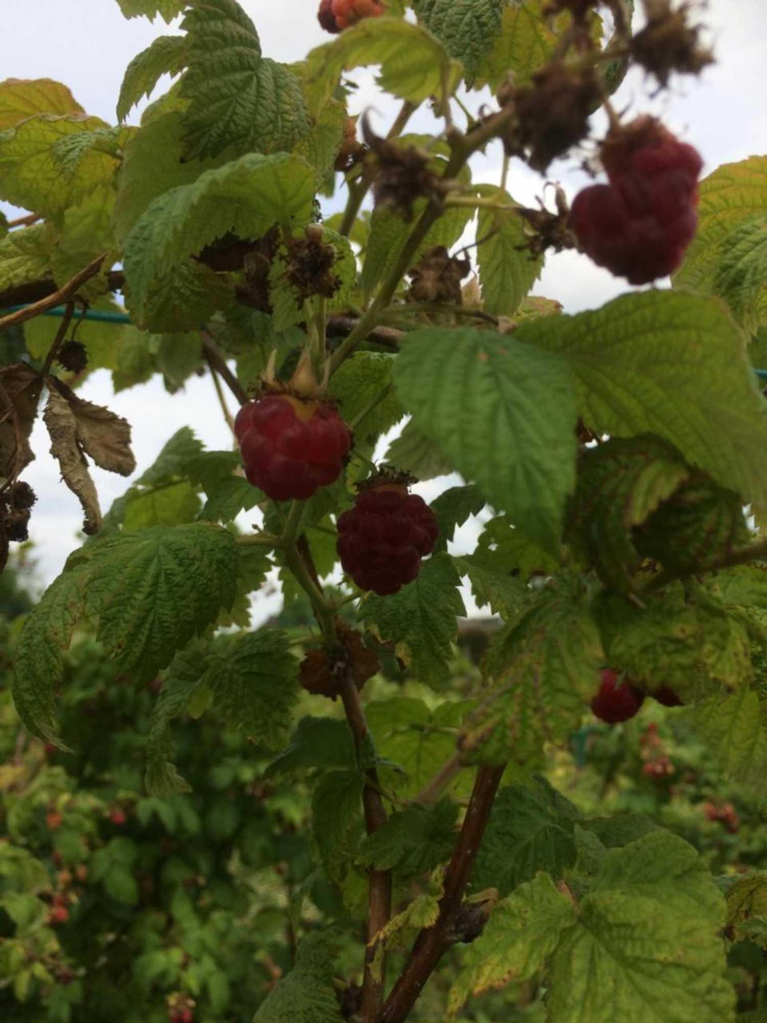 Gift card for B&b Ool Inclusive