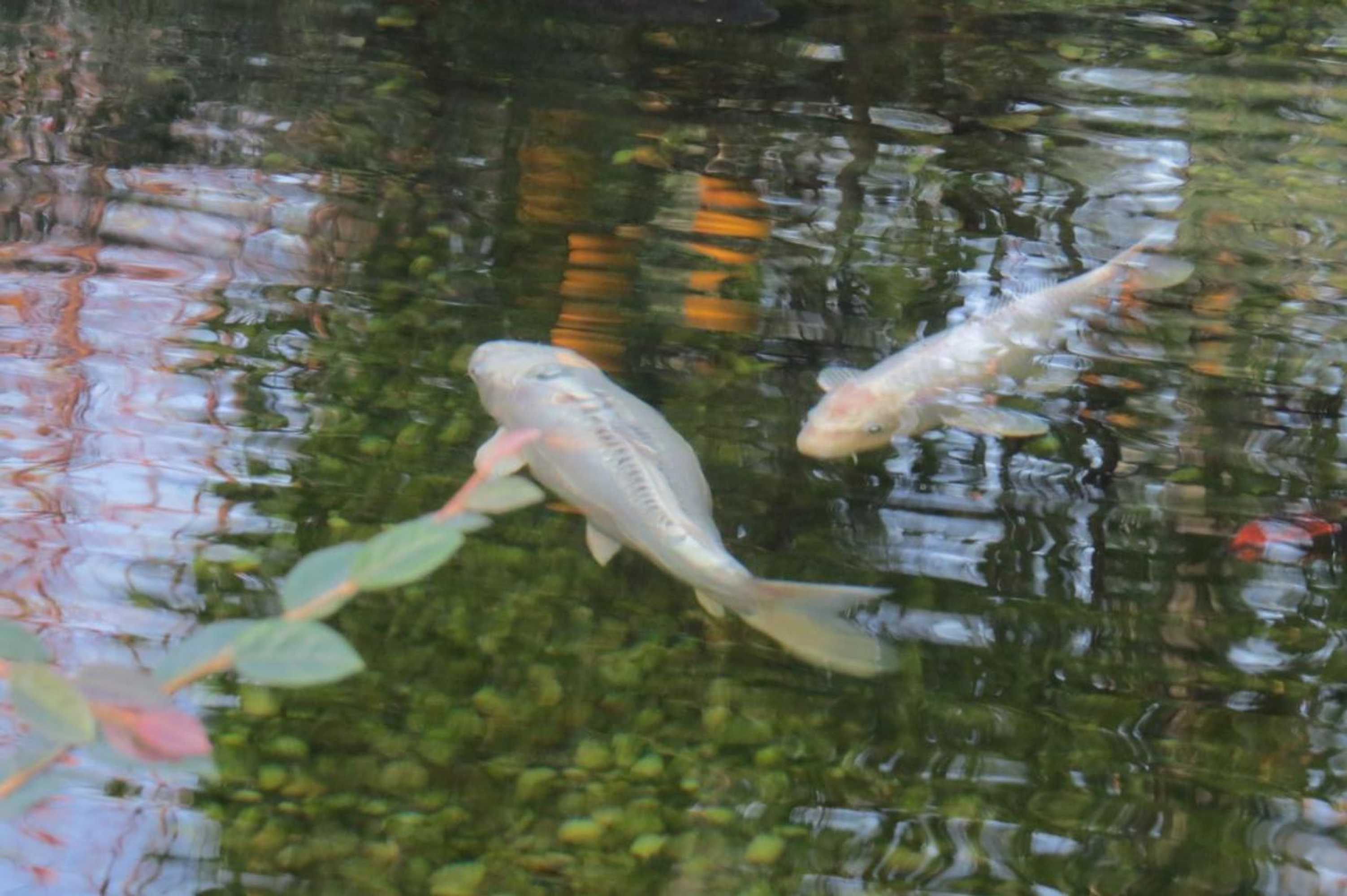 Gift card for Sweet Home Braga Hostel & Guest House Gift card for Sweet Home Braga Hostel & Guest House