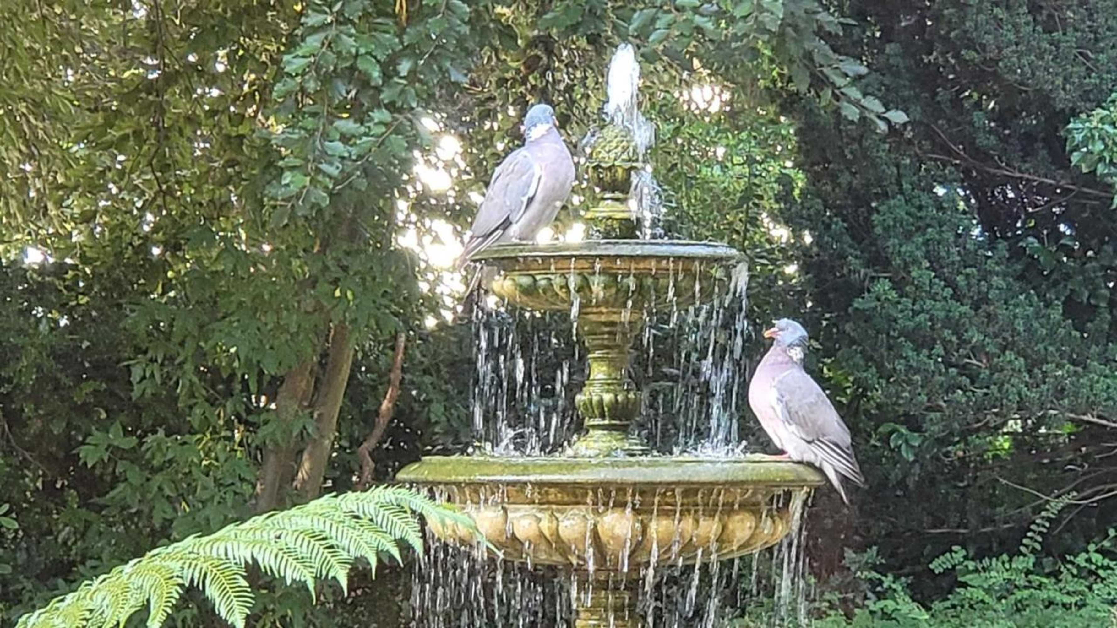 Gift card for Ravenscoft B&b