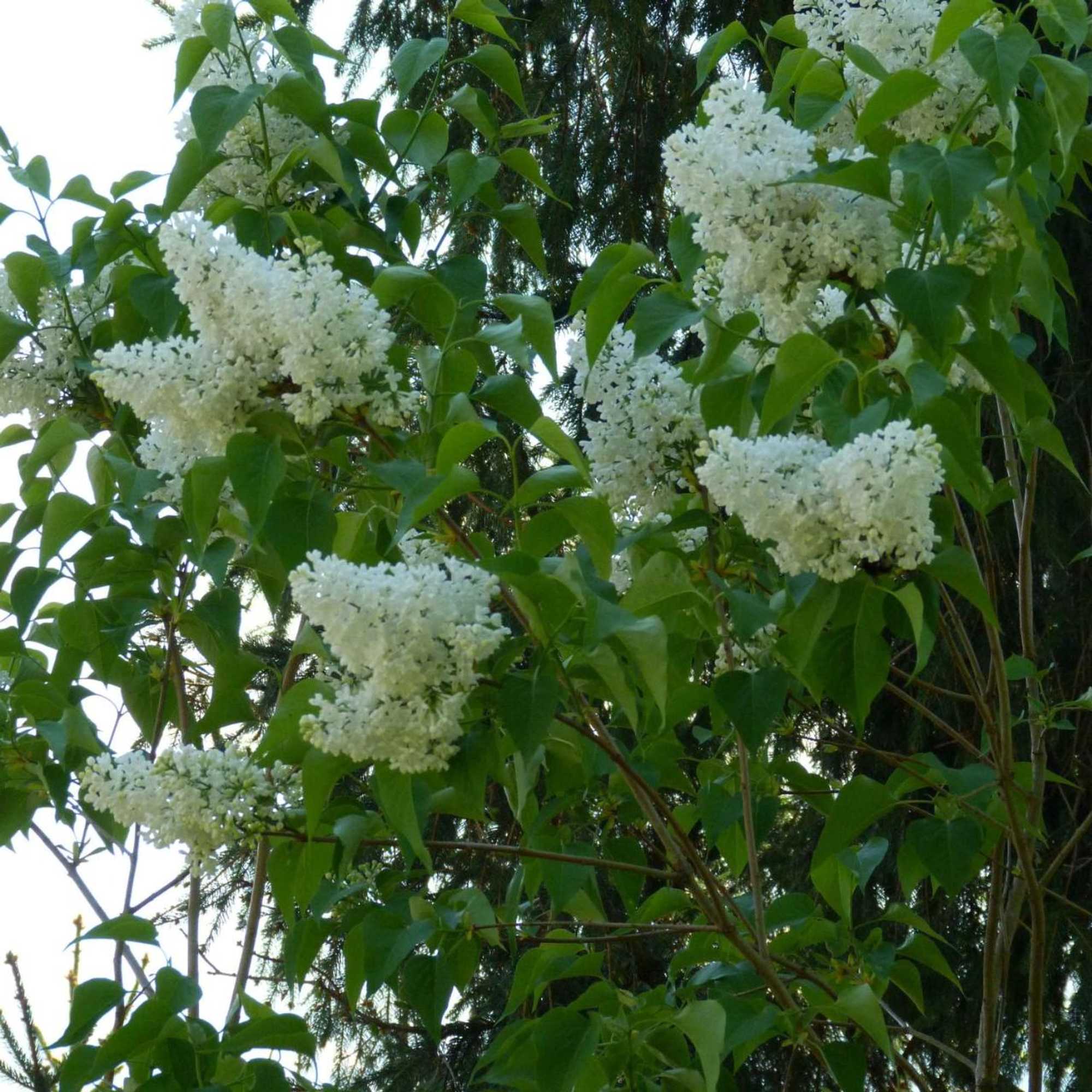 Gift card for Bnb Goldberg