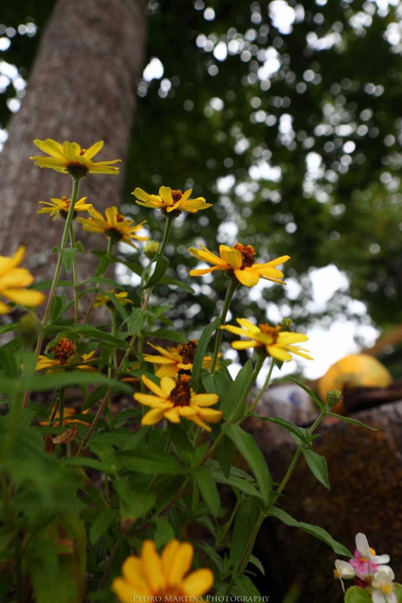 Gift card for Casas do Pastor