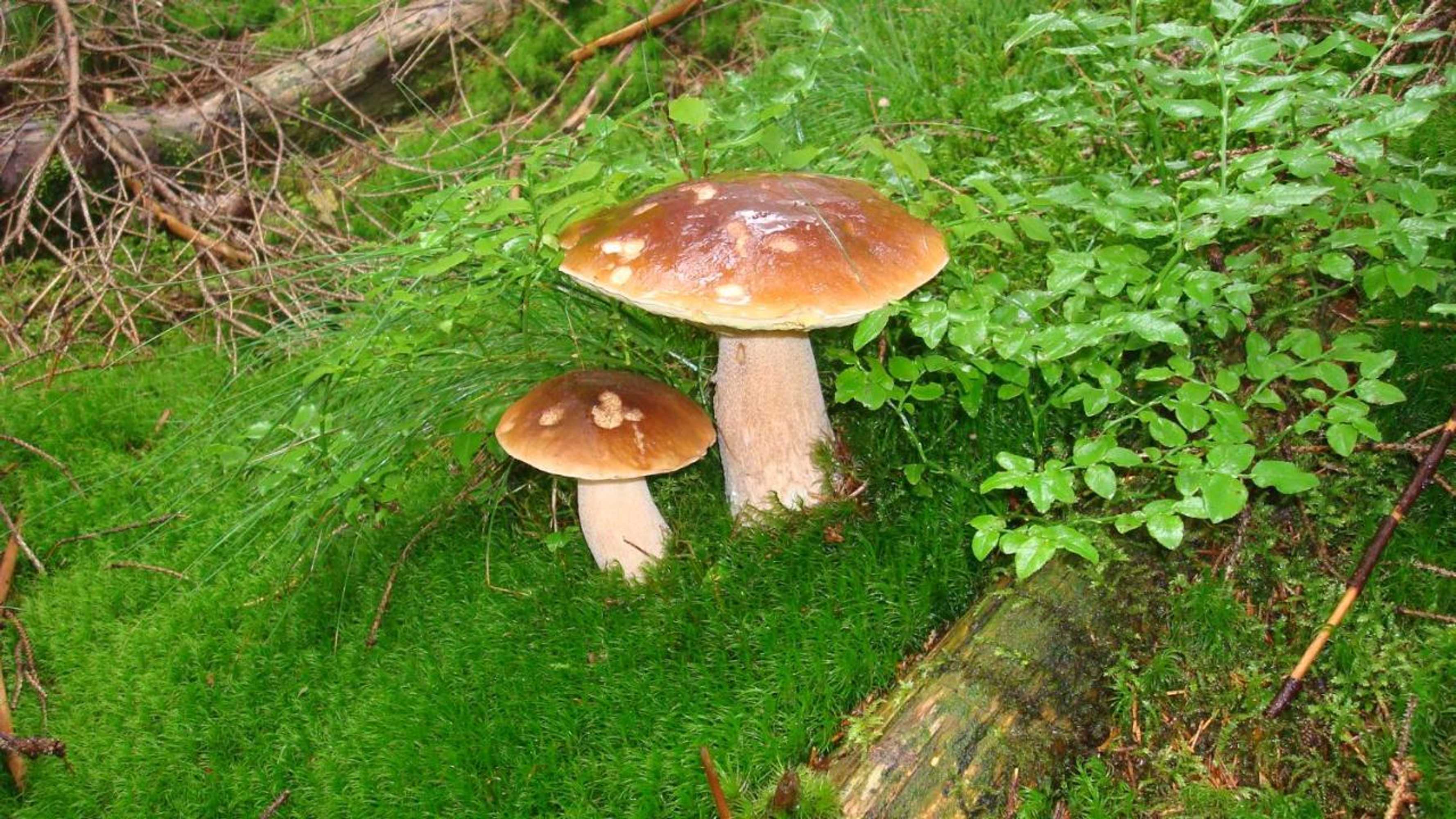 Gift card for Pension Berghof