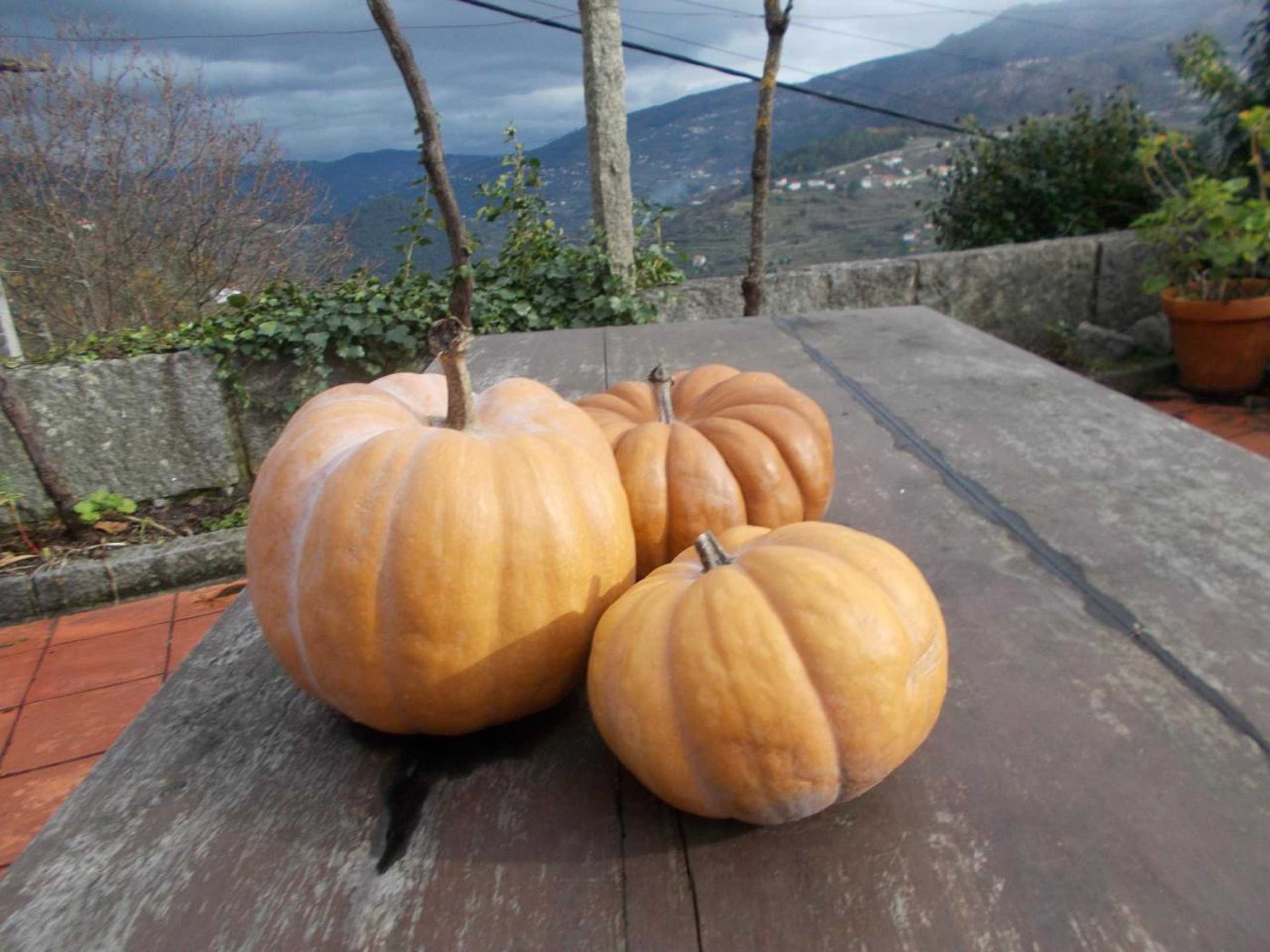 Gift card for Casa de São João Das Castanheiras Gift card for Casa de São João Das Castanheiras