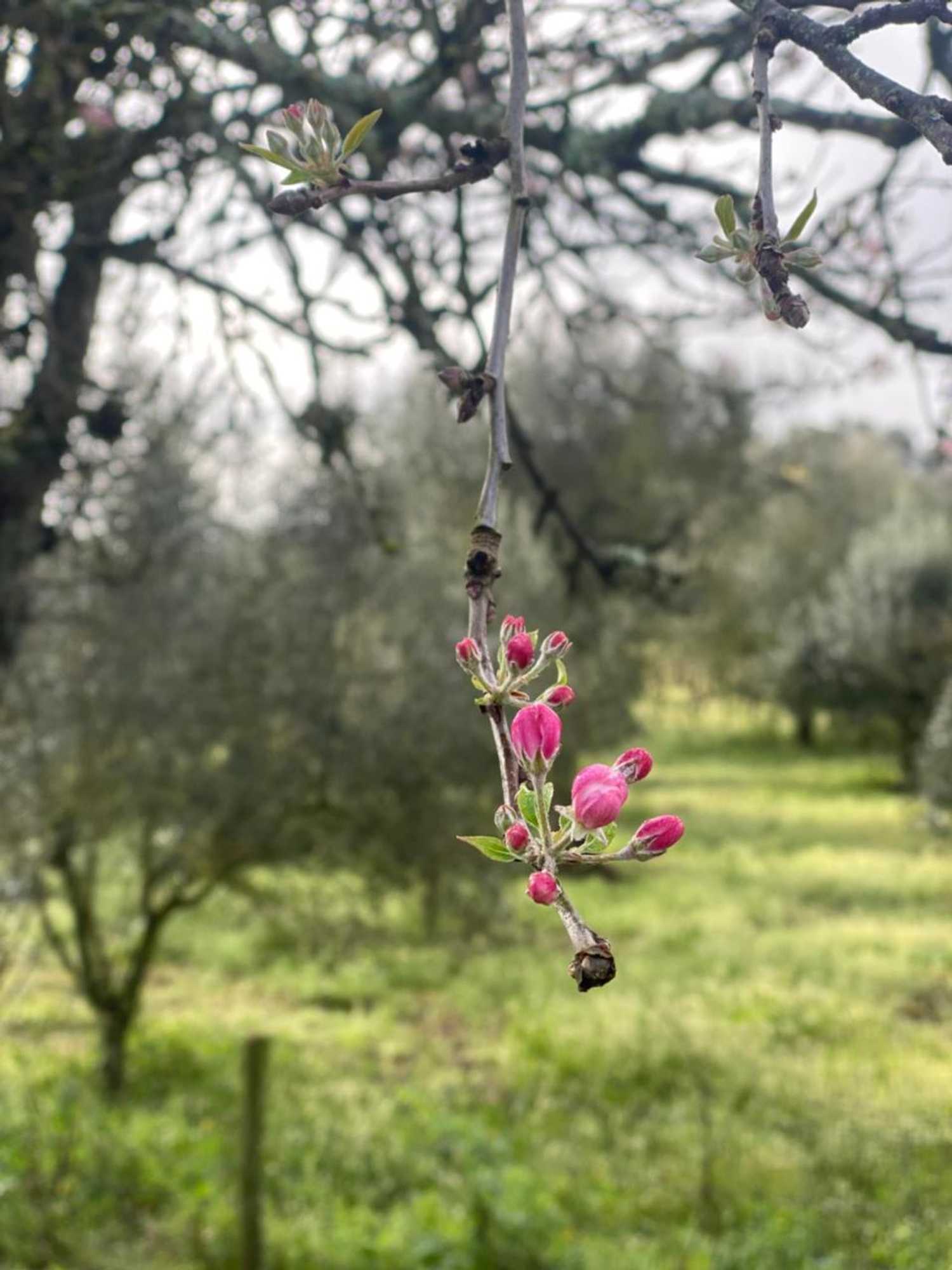 Gift card for Quinta da Cerejeira