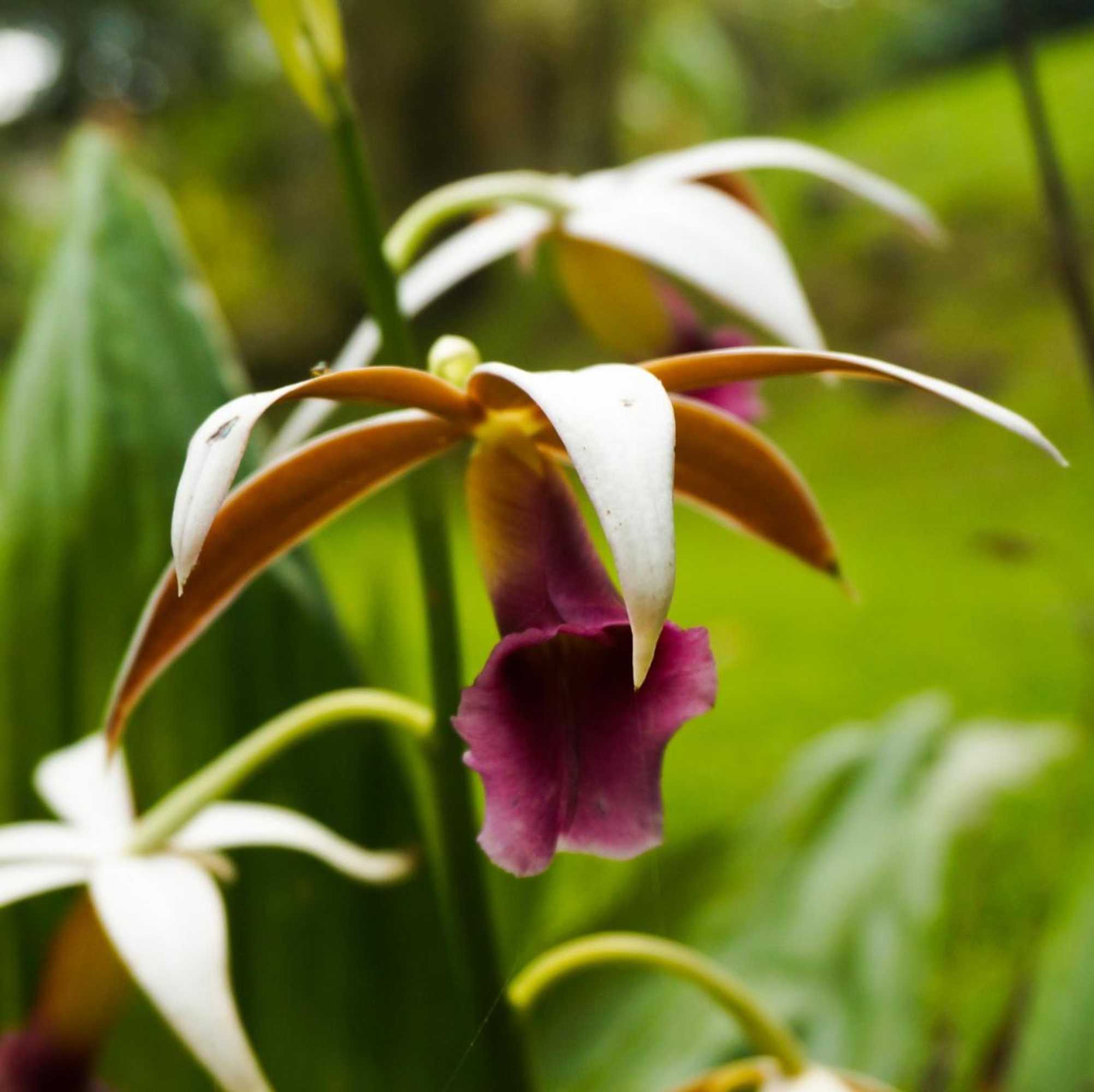 Gift card for Hospedaje La Naciente