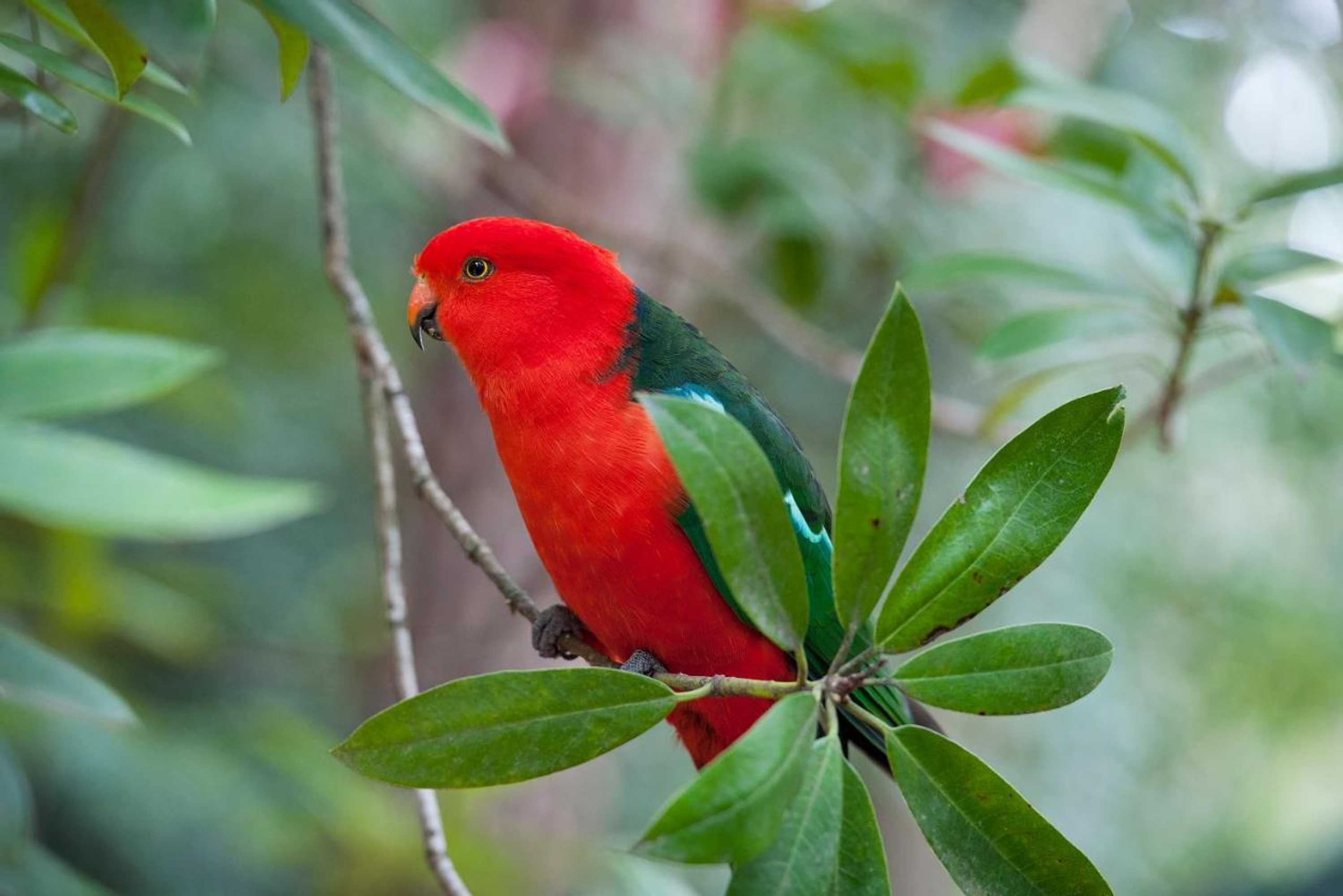 Gift card for Linden Gardens Rainforest Retreat