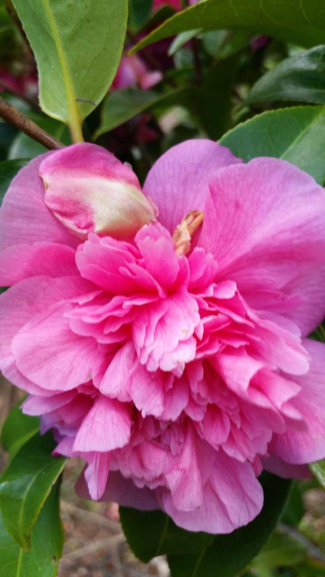 Gift card for Birch Lane