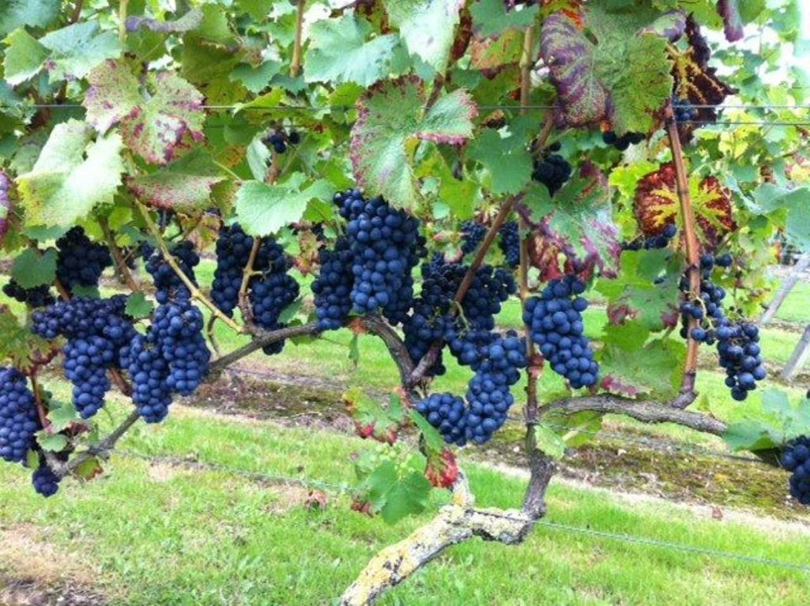 Gift card for B&b Hofstede De Groote Laar