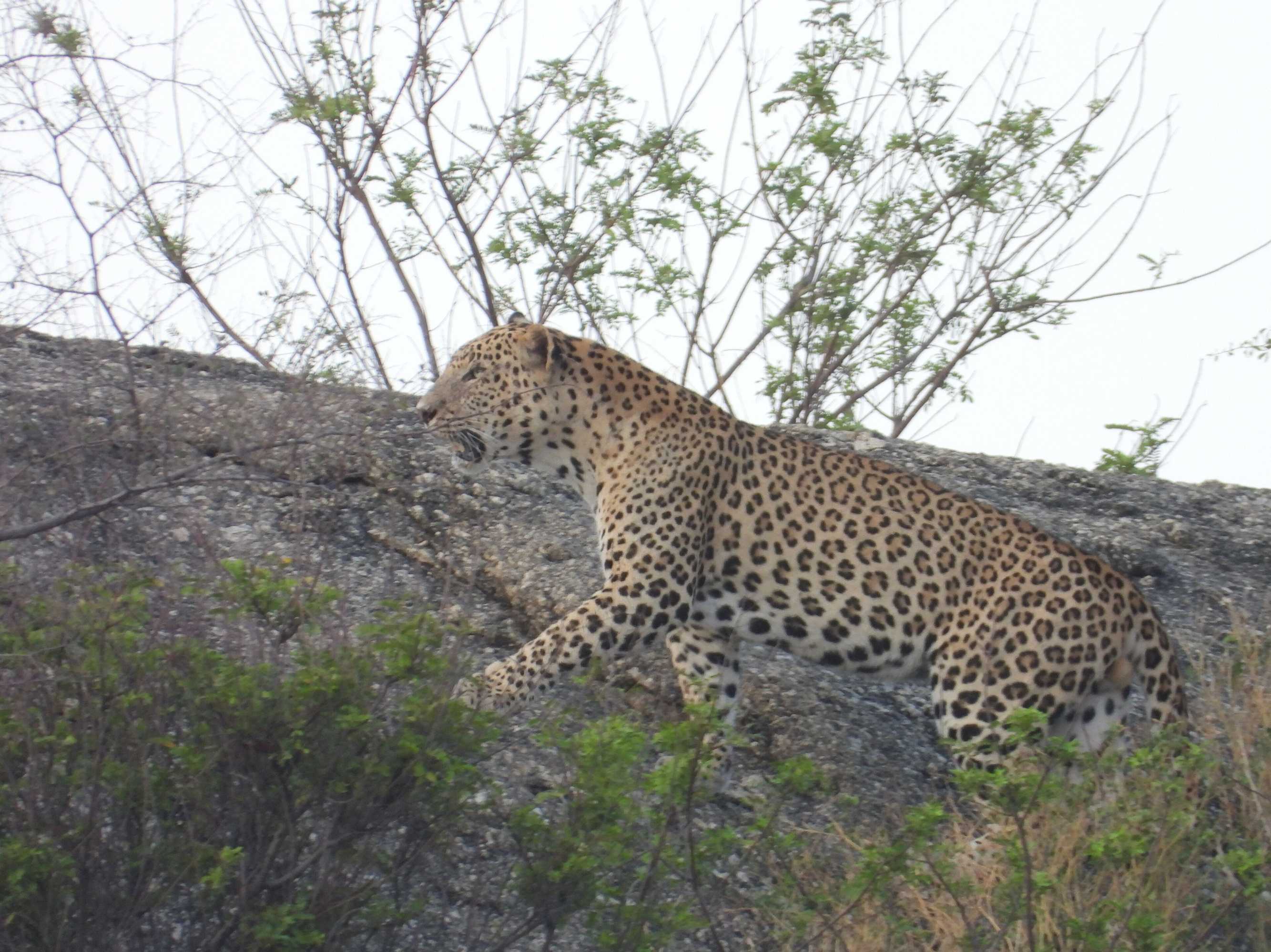 Gift card for The Rawla Narlai - A Luxury Heritage Stay in Leopard Country Gift card for The Rawla Narlai - A Luxury Heritage Stay in Leopard Country