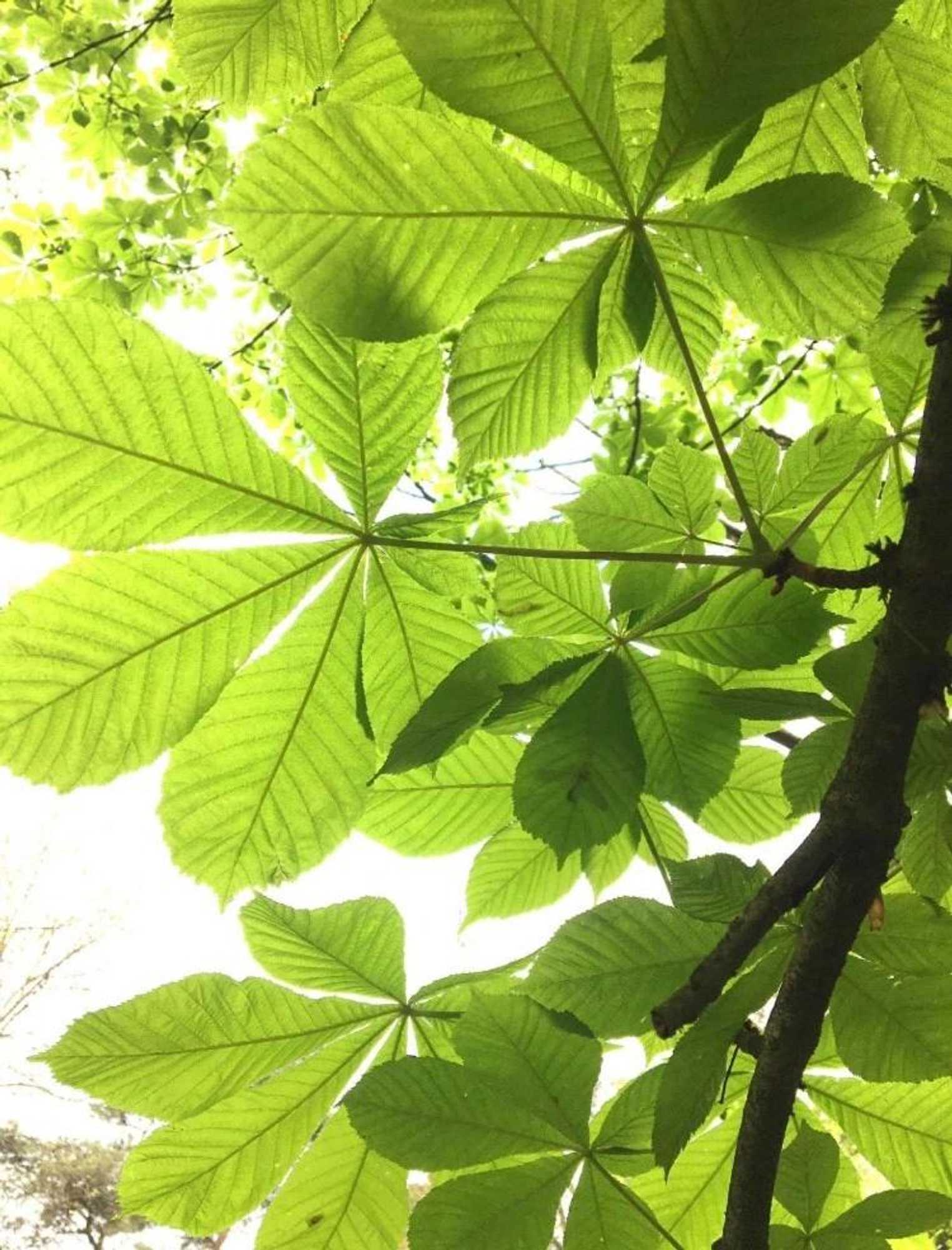 Gift card for 't Aarthuis