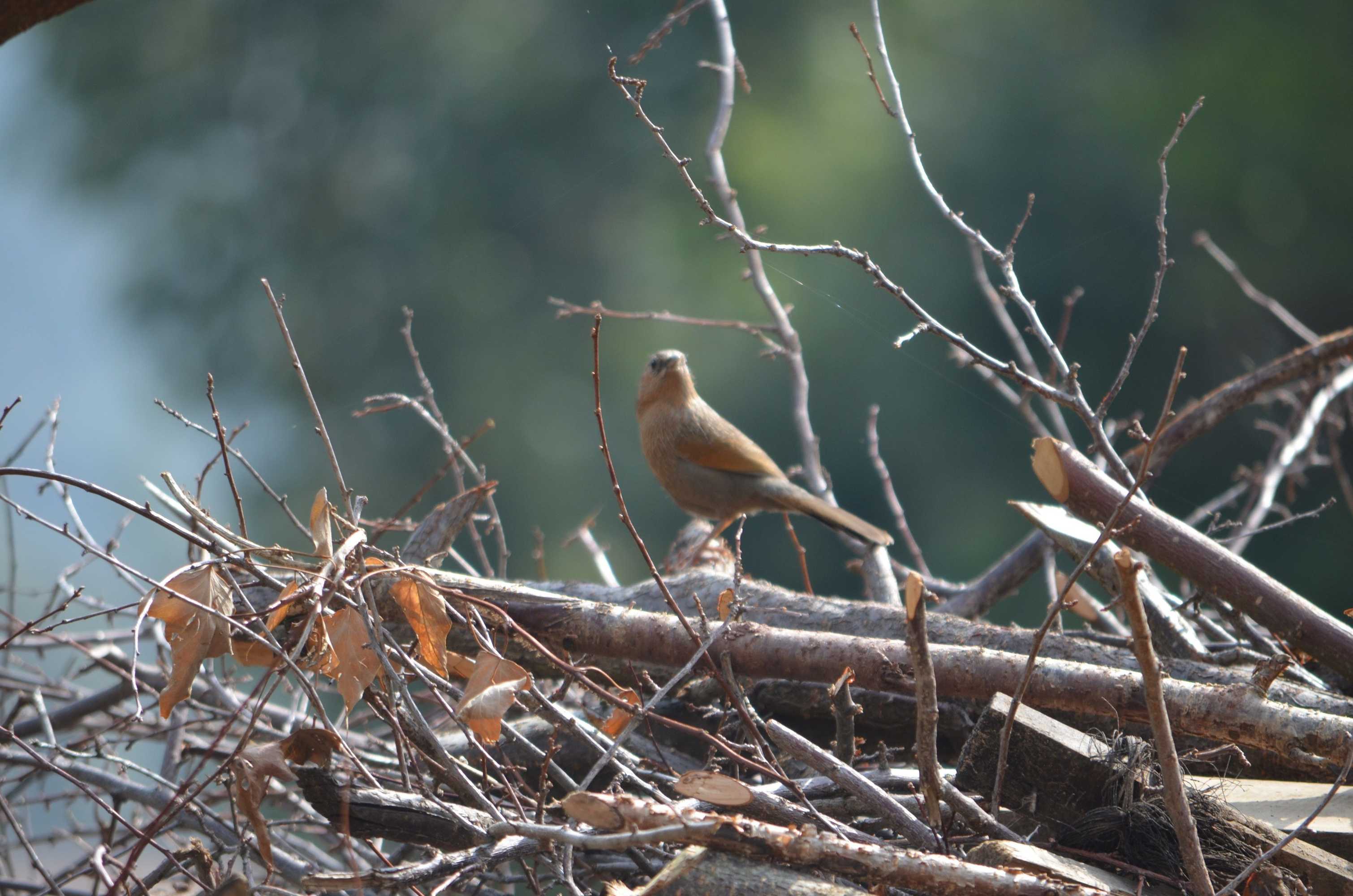 Gift card for Retreat at Damaar