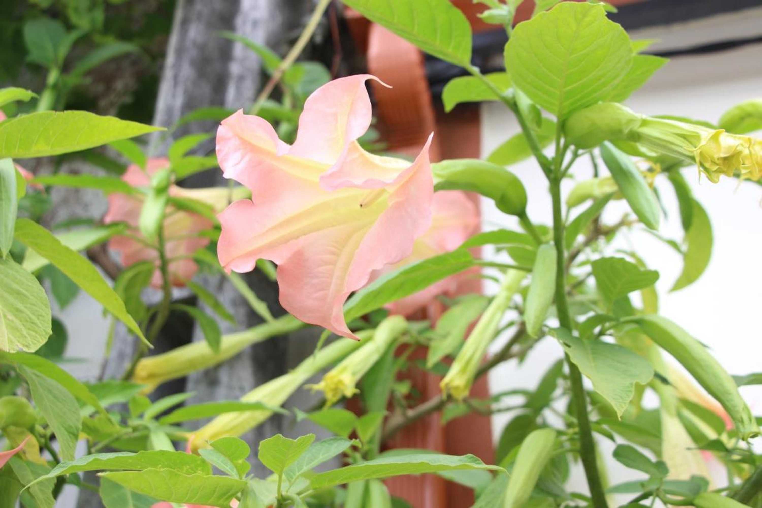 Gift card for Casa o Futuro