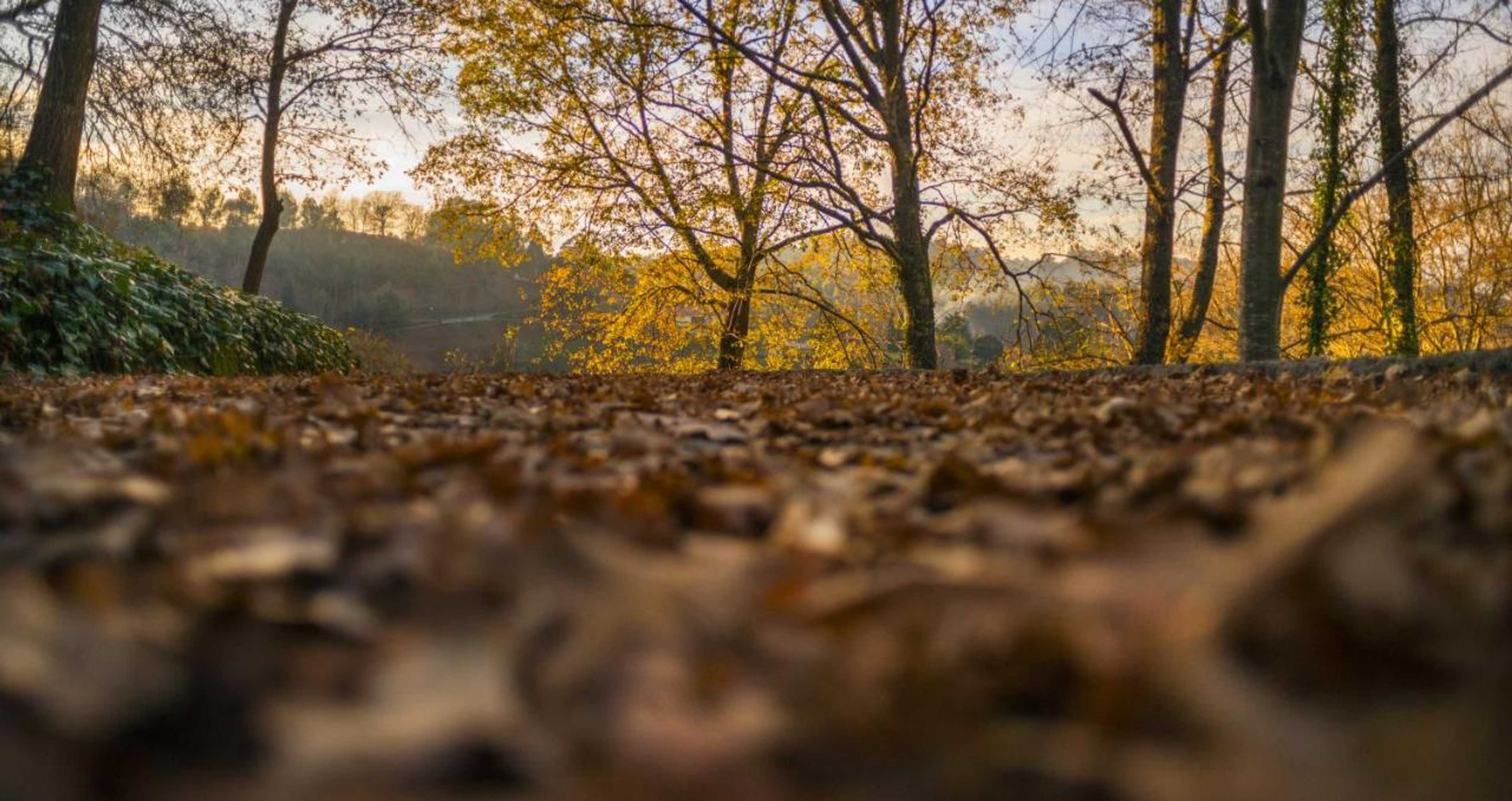 Gift card for Quinta do Fontelo