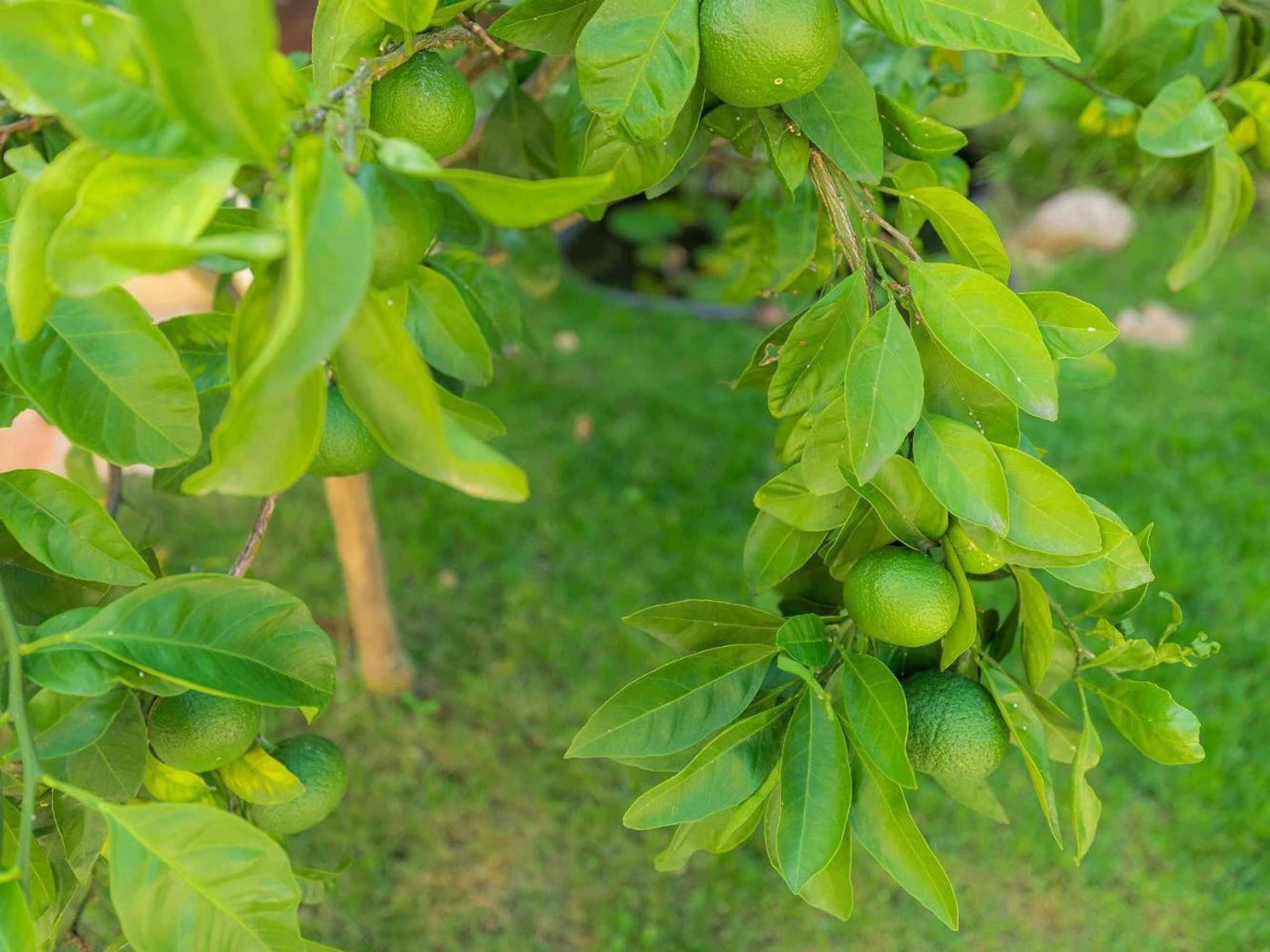 Gift card for Casa Menta