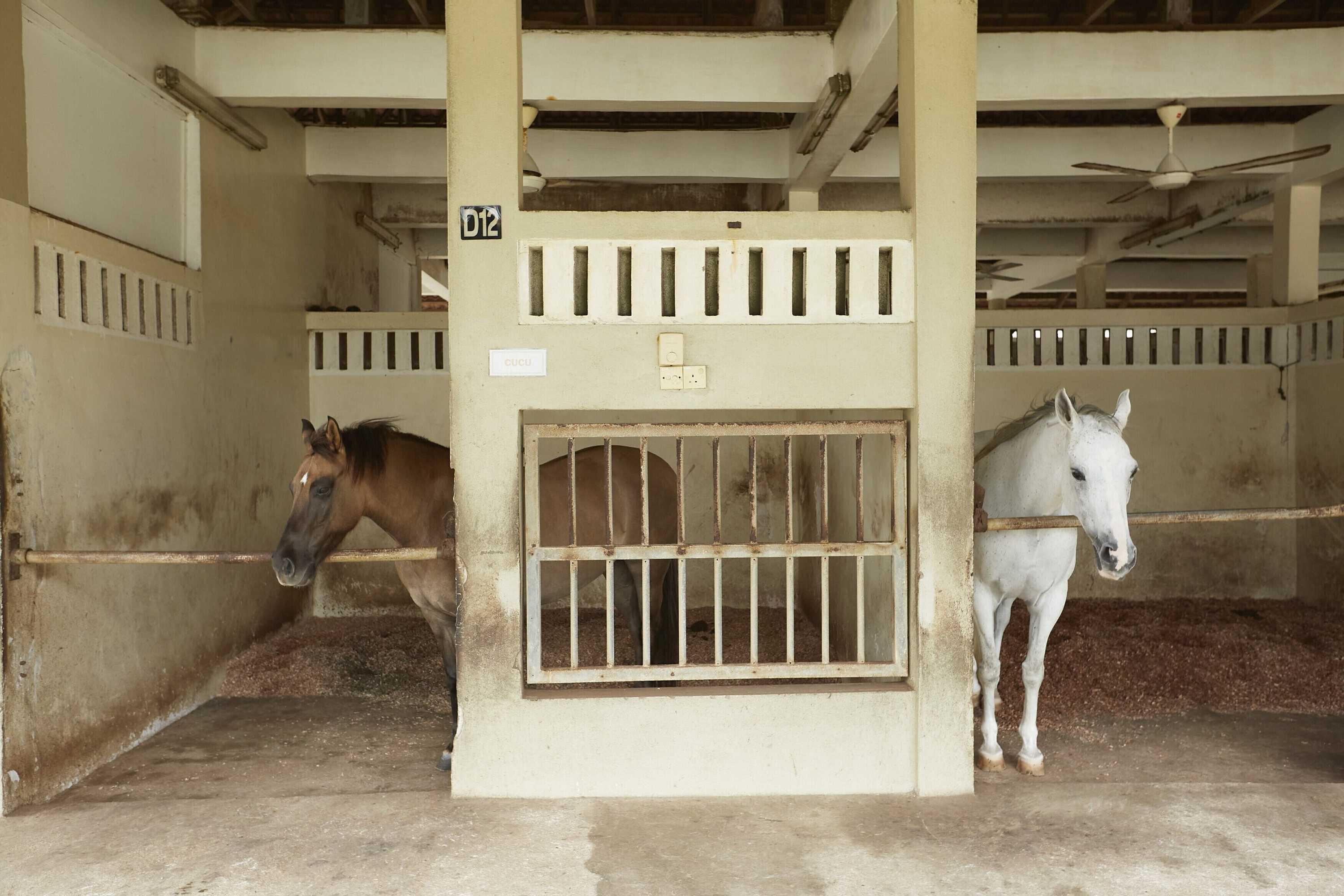 Gift card for Terengganu Equestrian Resort Gift card for Terengganu Equestrian Resort