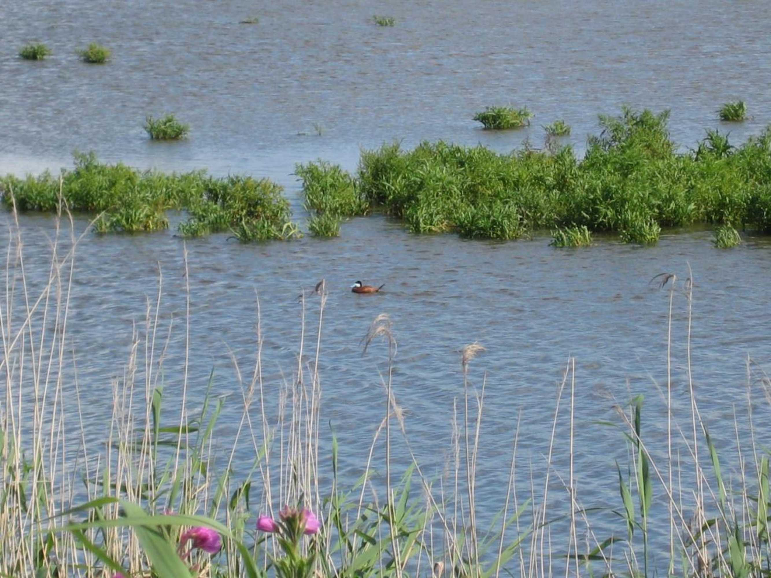 Gift card for B&b 'T Skoalhûs