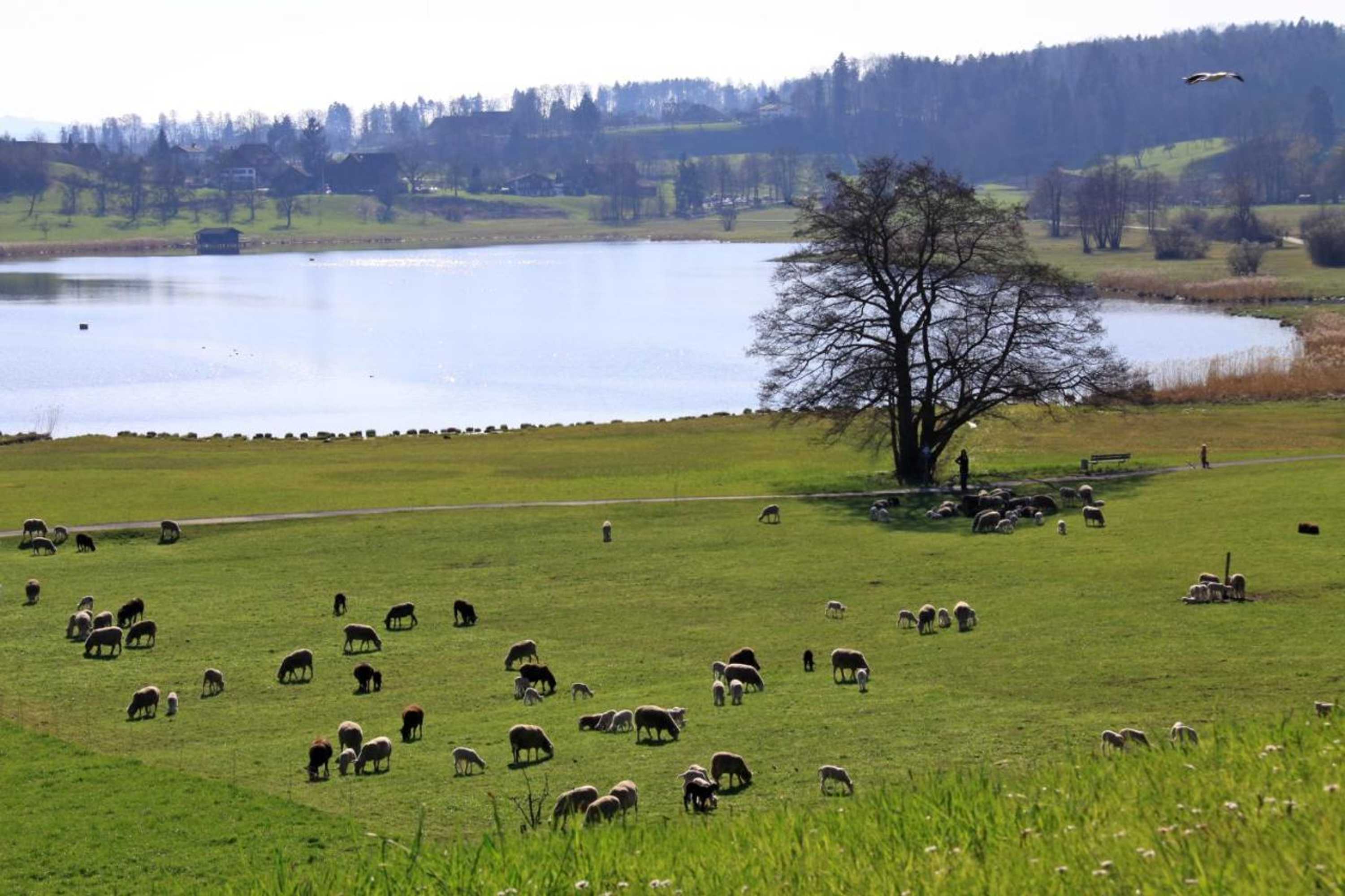 Gift card for Im Röseligarten