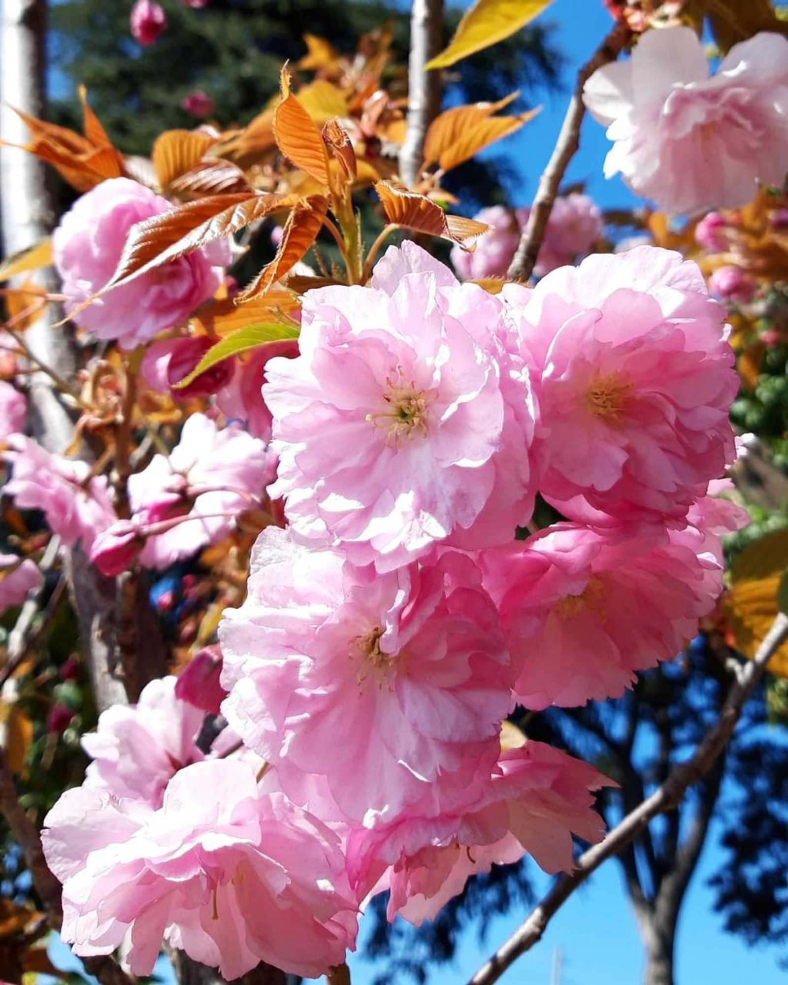 Gift card for Locanda Donna Laura