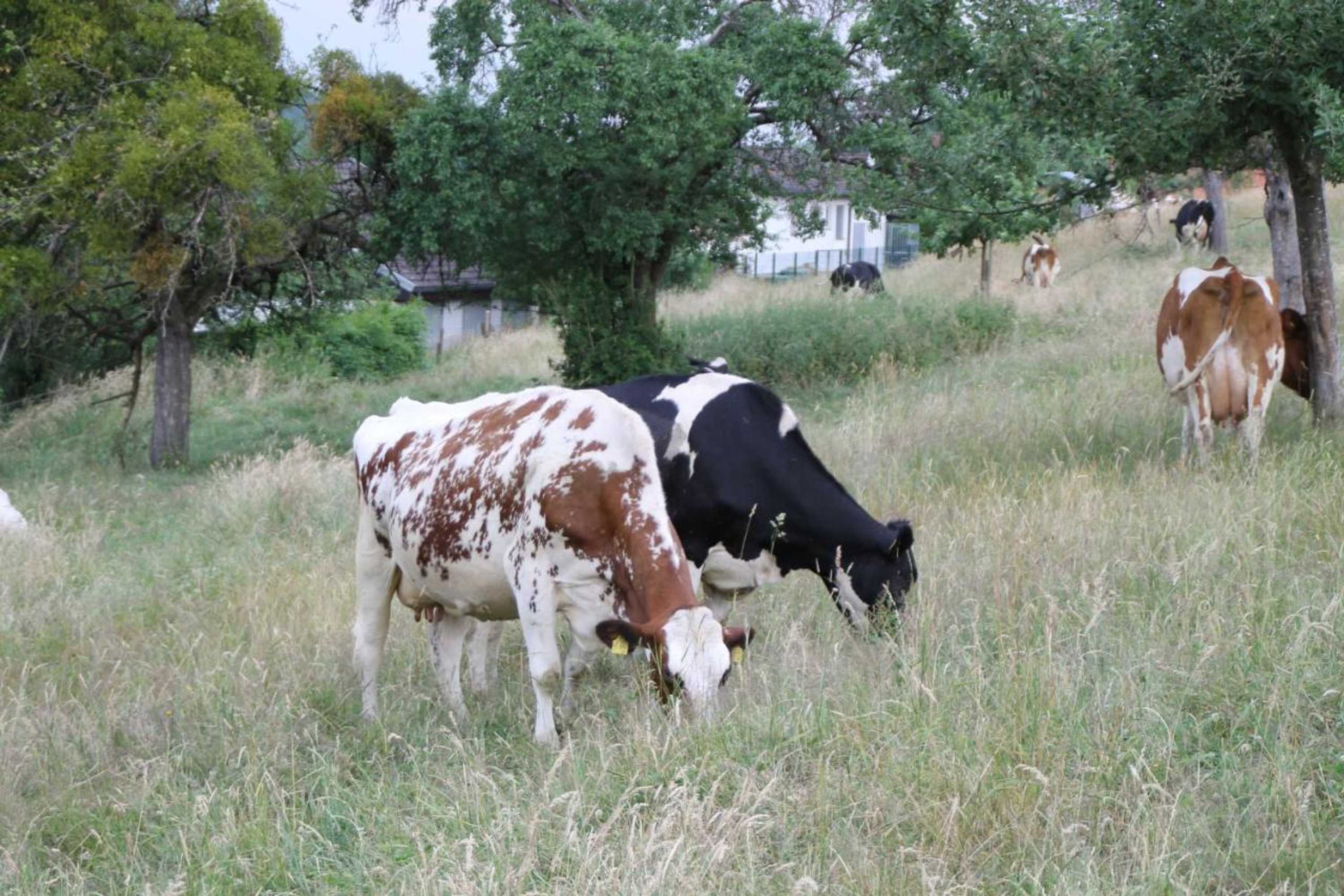 Gift card for Hainhof Gaestewohnungen