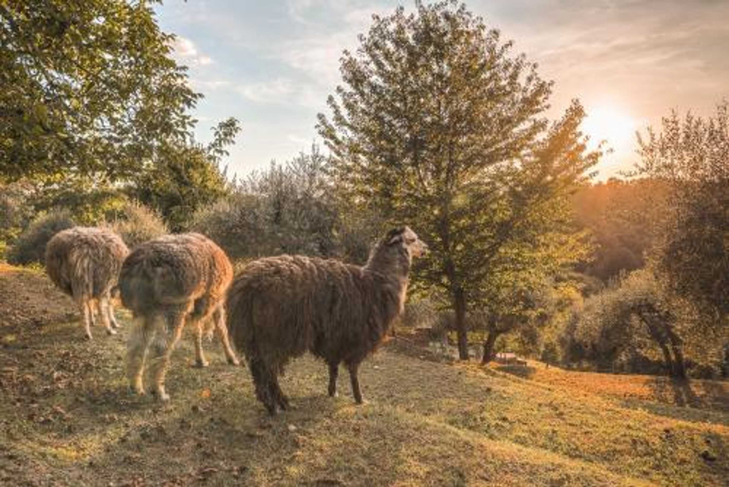 Gift card for Alpaca Country House Gift card for Alpaca Country House