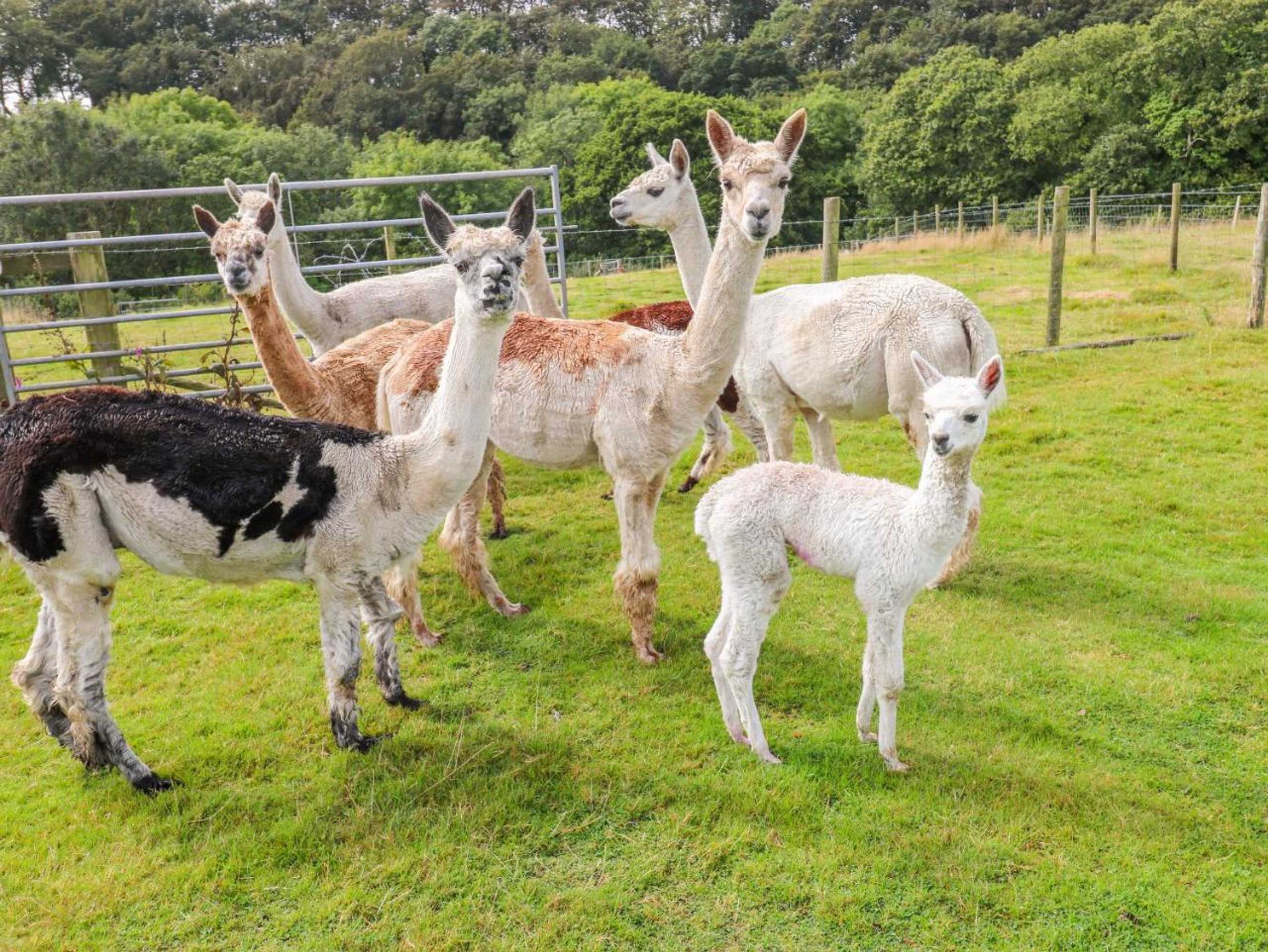 Gift card for Shepherds Hut - The Crook