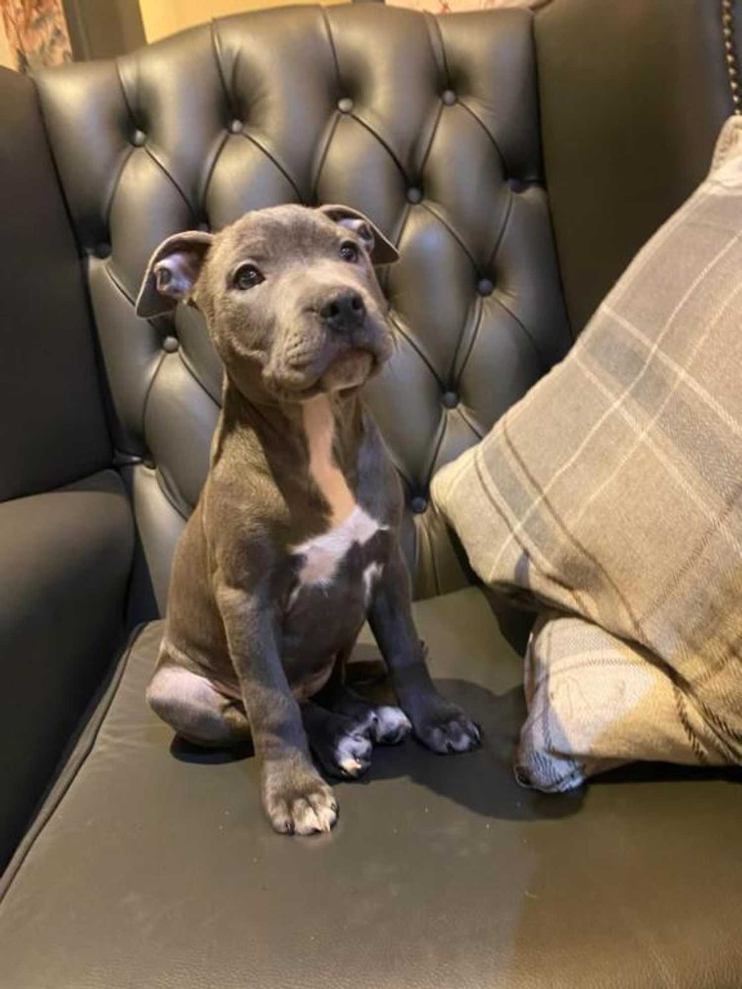 Gift card for The Strawbury Duck Inn