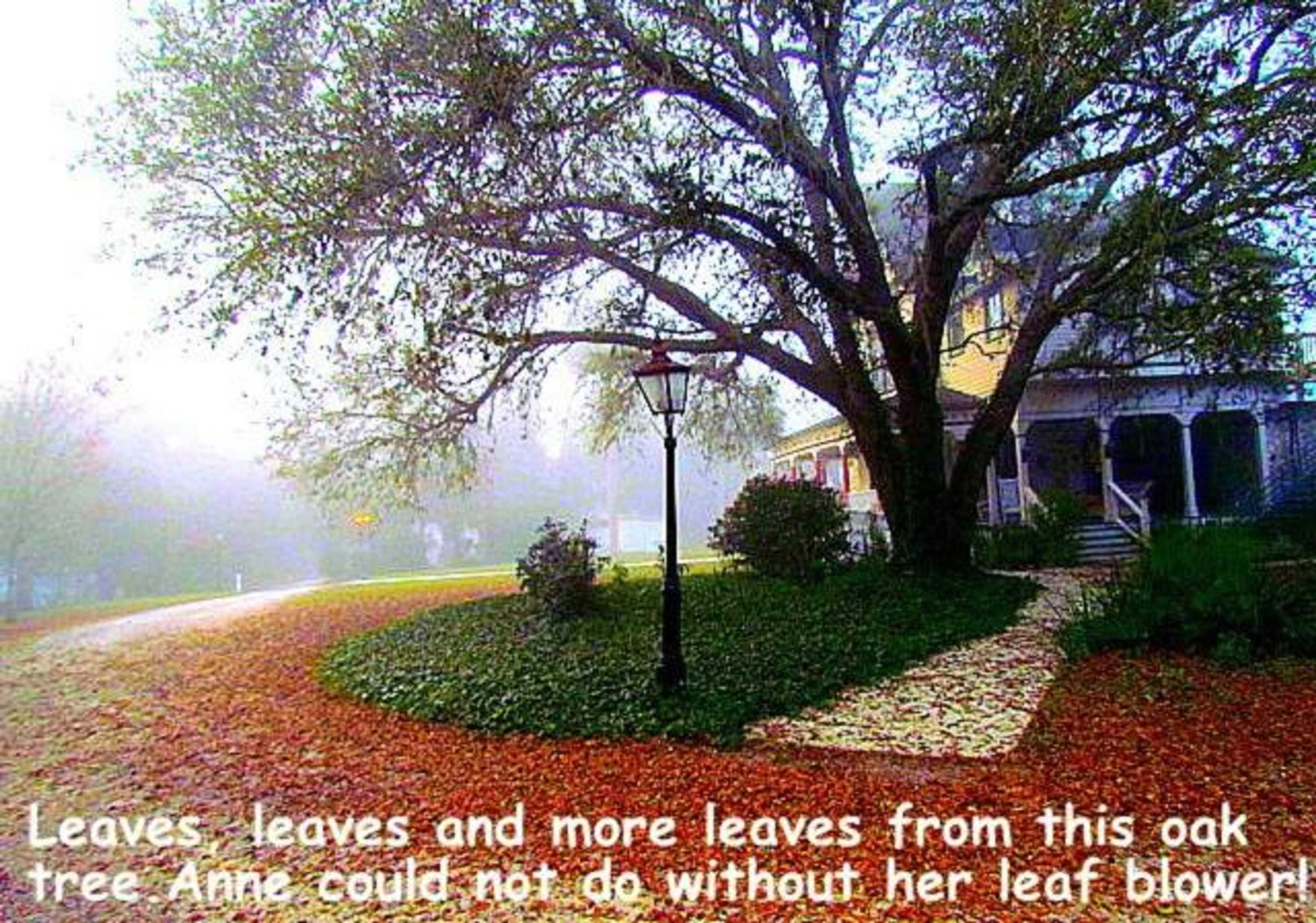 Gift card for Shamrock Thistle & Crown B&b