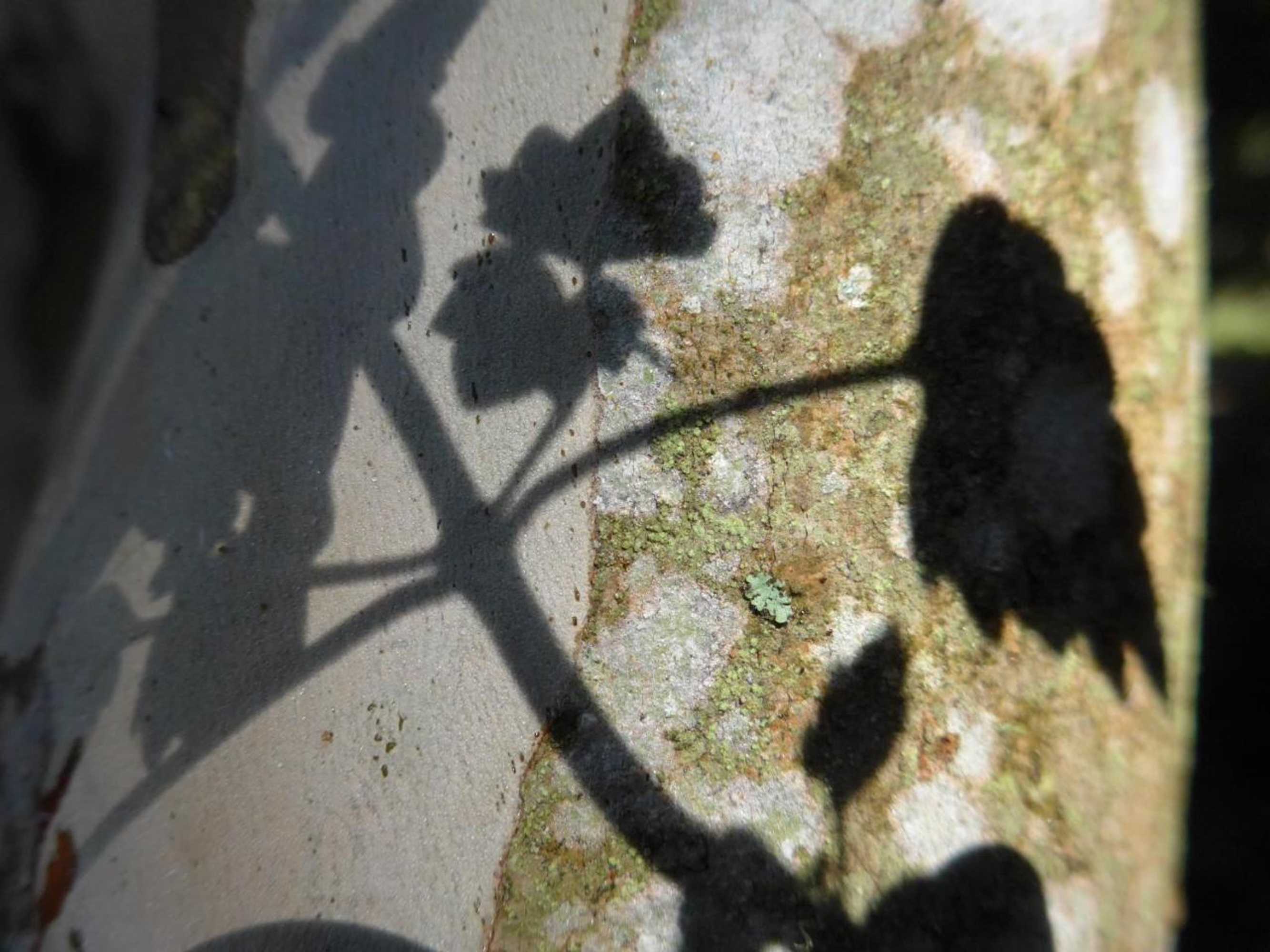 Gift card for Wharepuke Subtropical Accommodation Gift card for Wharepuke Subtropical Accommodation