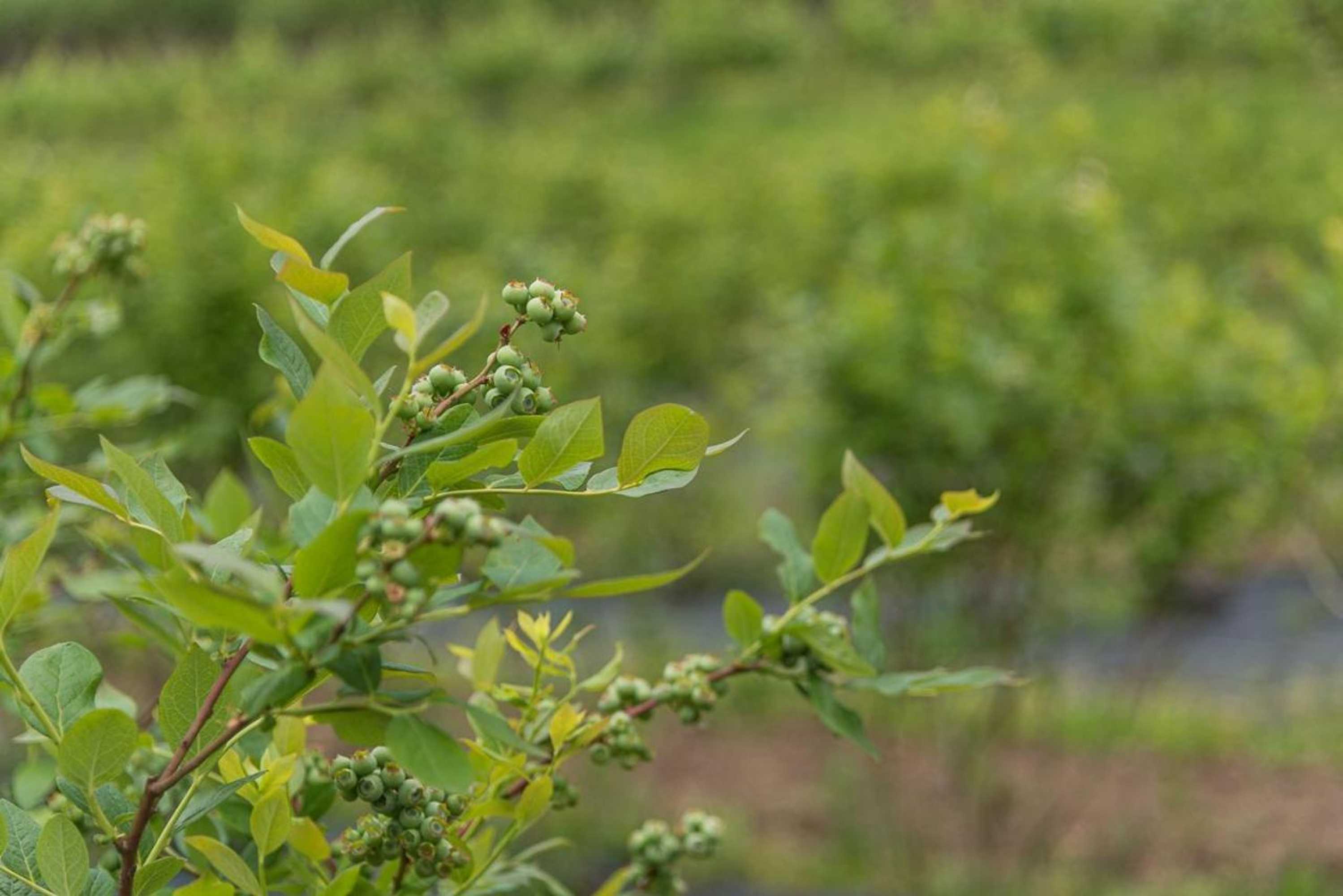 Gift card for Quinta Das Piramides