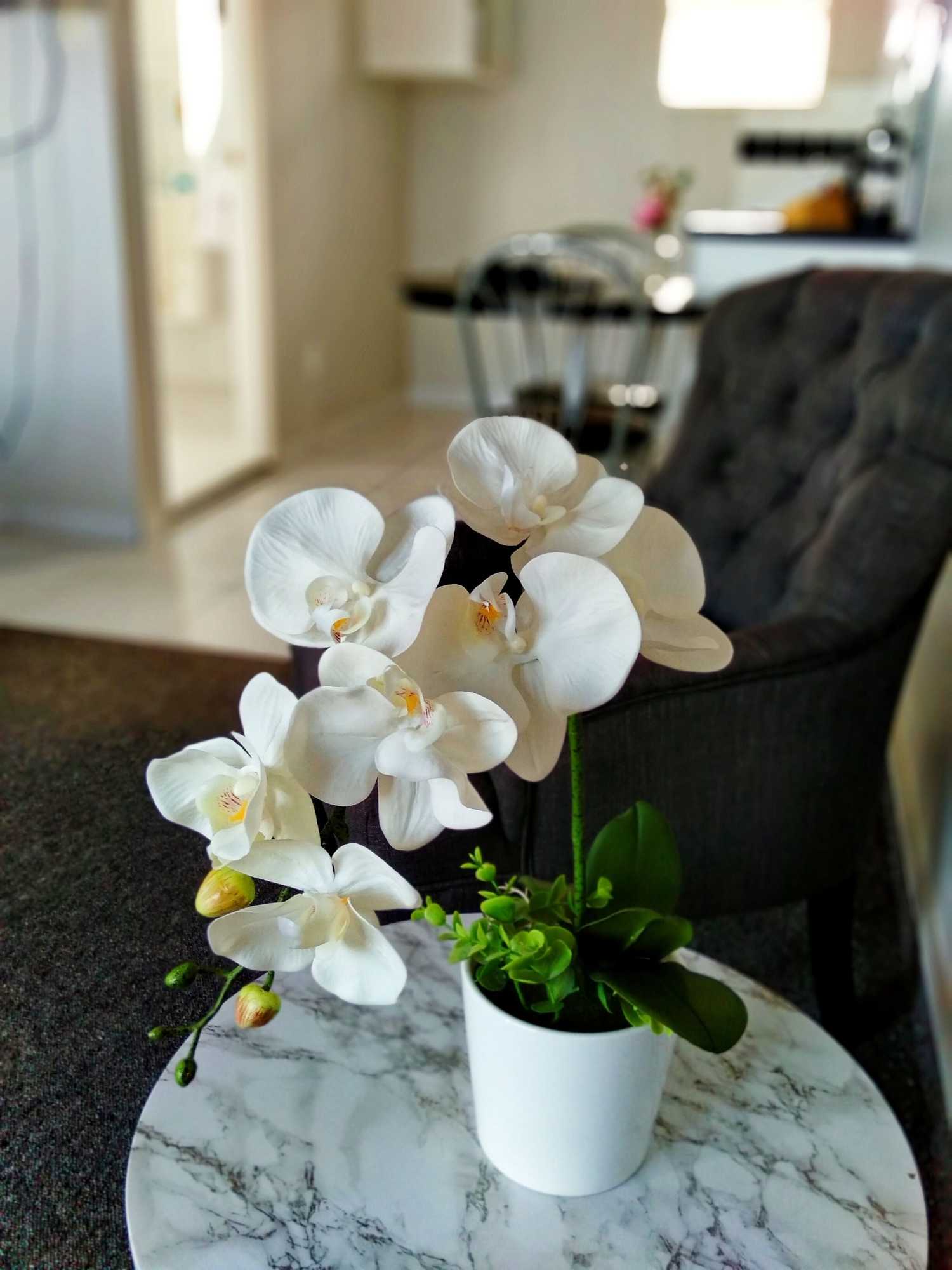 Gift card for Albatross Motel