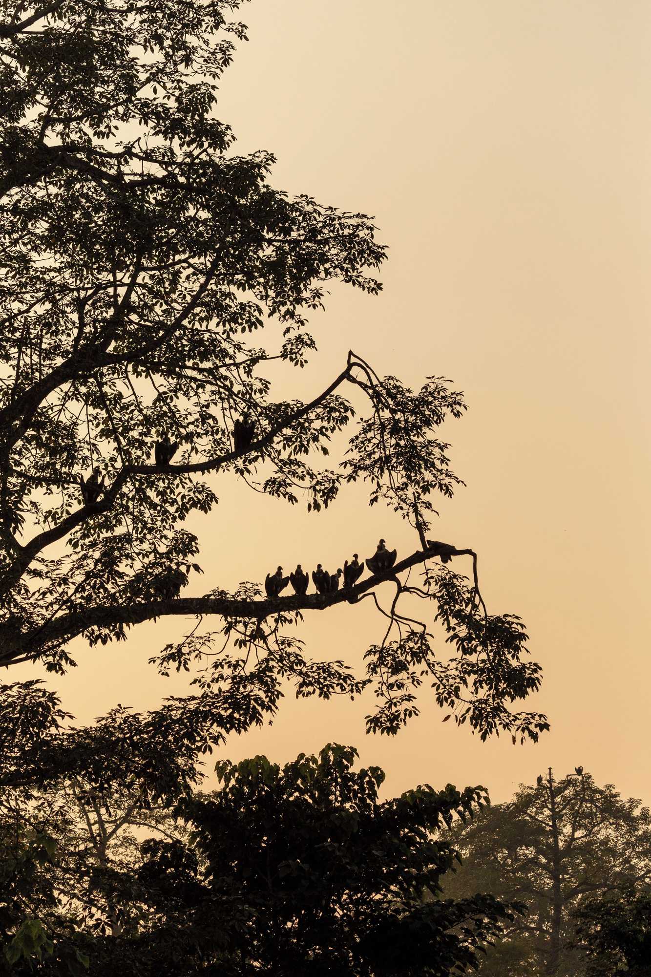 Gift card for Sanctuary - Chitwan National Park , Nepal Gift card for Sanctuary - Chitwan National Park , Nepal