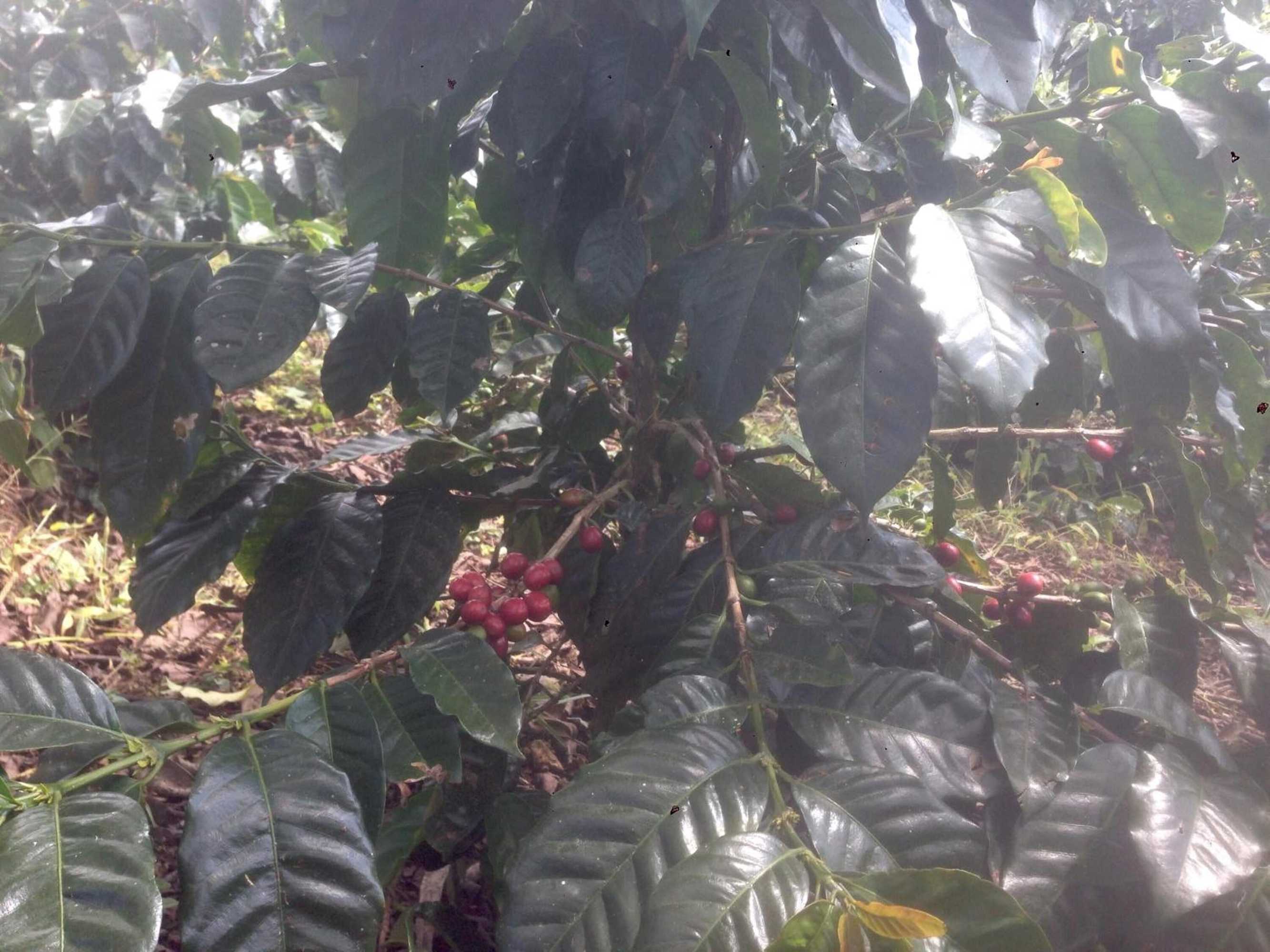 Gift card for Coraizone Hostal - Hostel