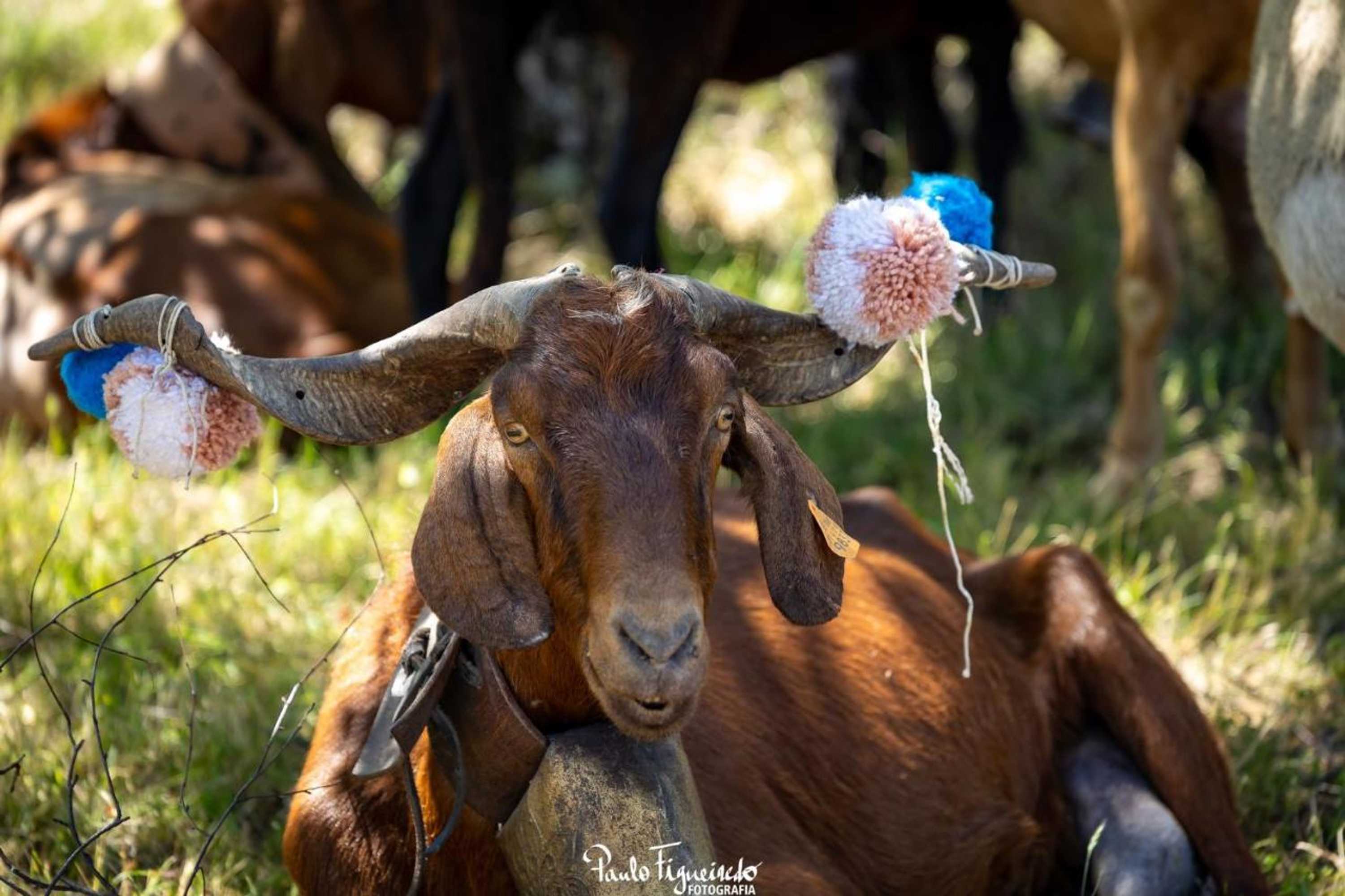 Gift card for Quinta da Estrela