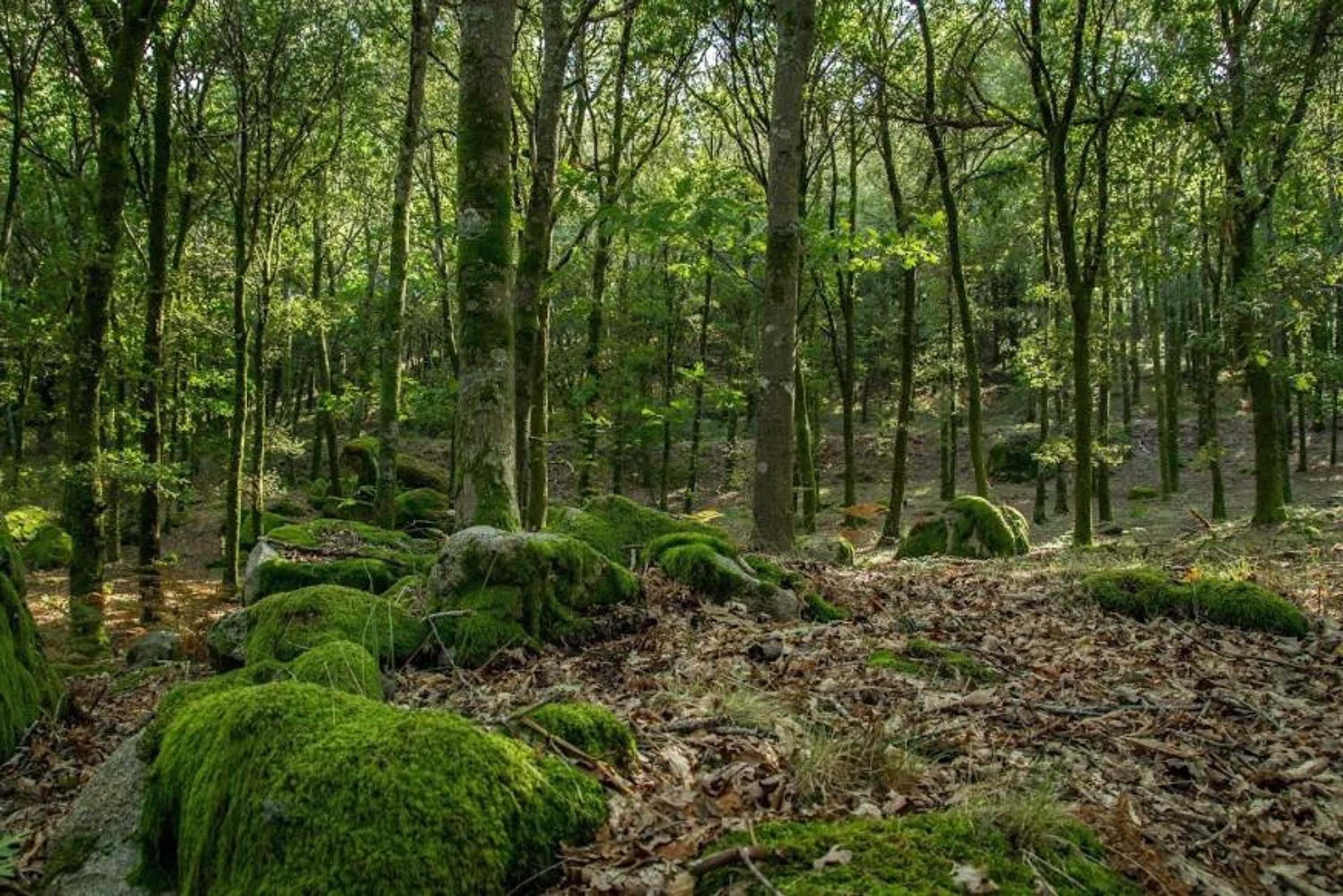 Gift card for Isatour Casa na Serra