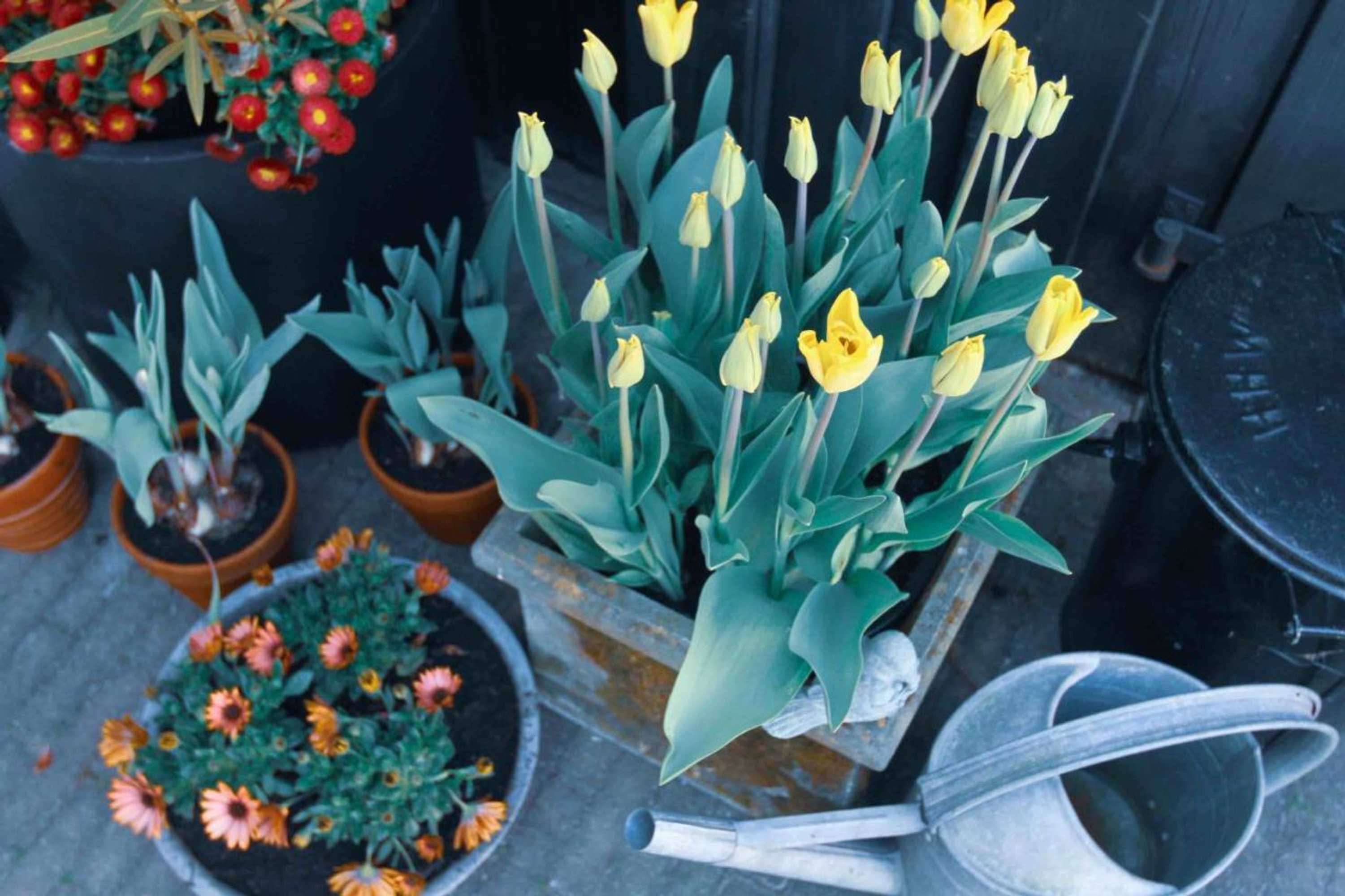 Gift card for Tulpenhuys