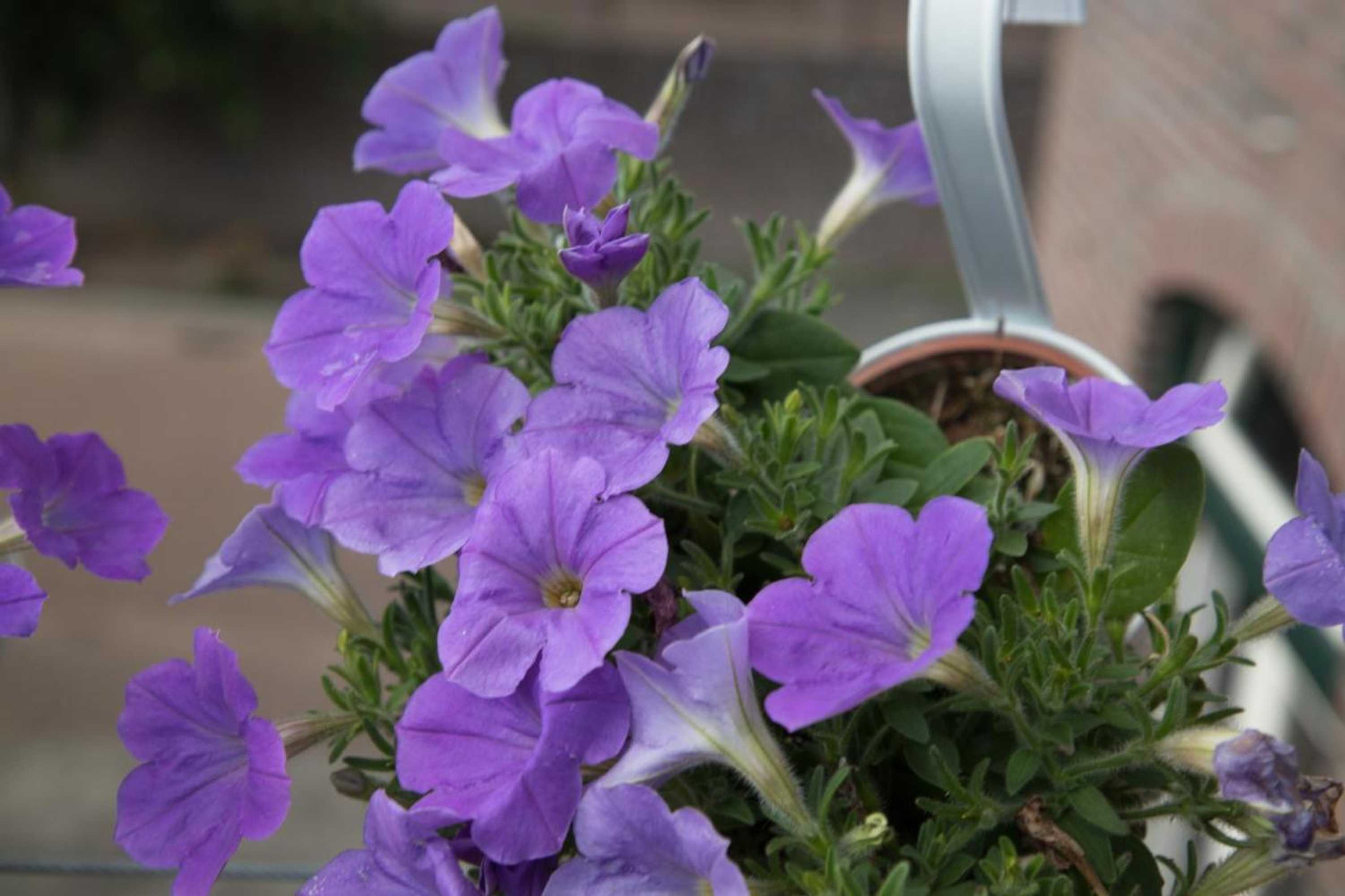 Gift card for B&b Pont